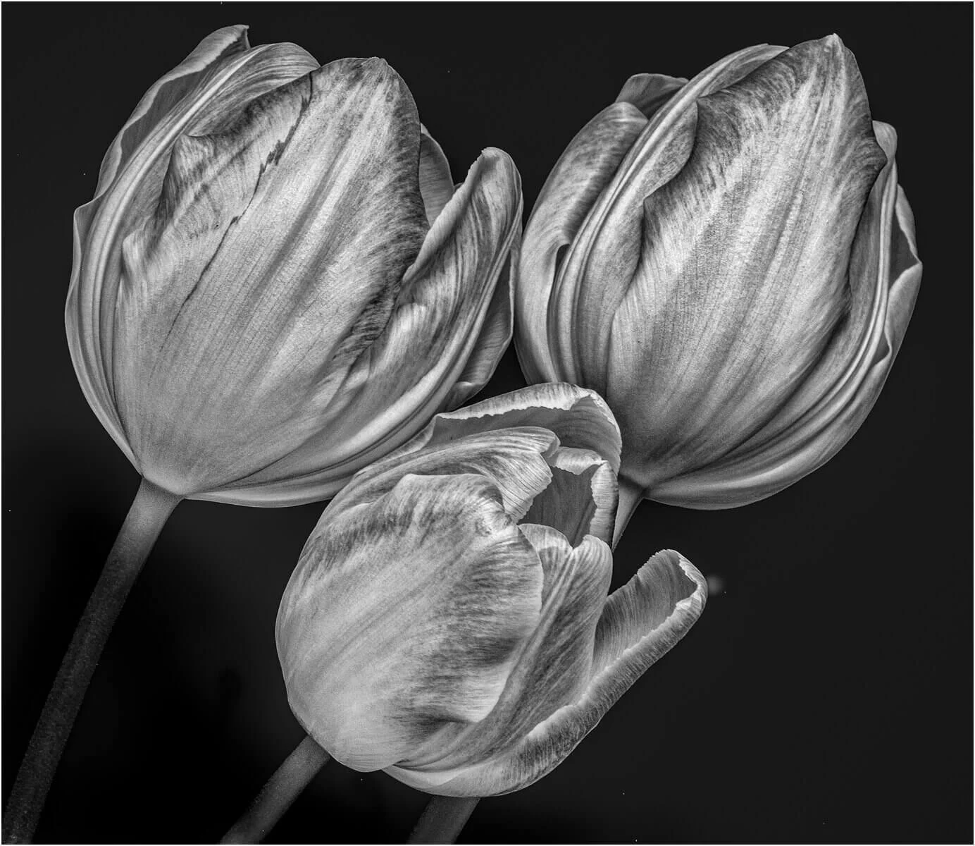 001_Elaine Adkins_Trio.jpg