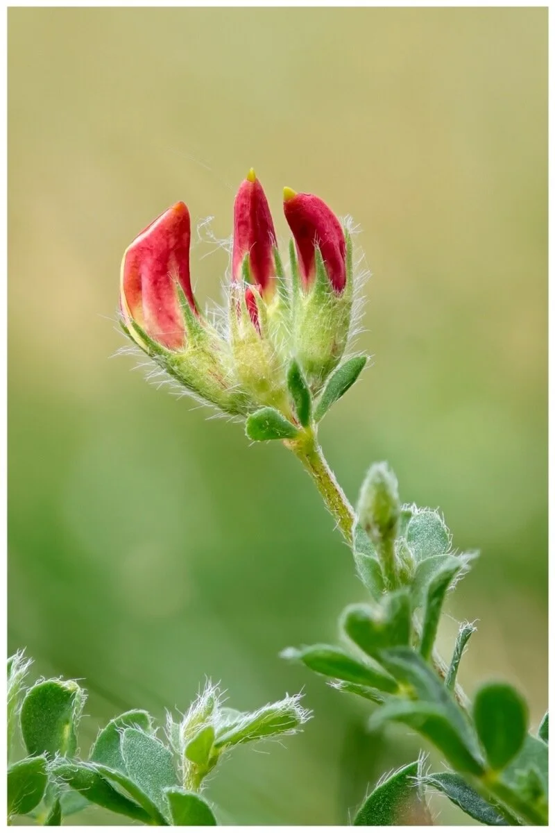 001_Elizabeth Lloyd_Common bird's foot trefoil.jpg