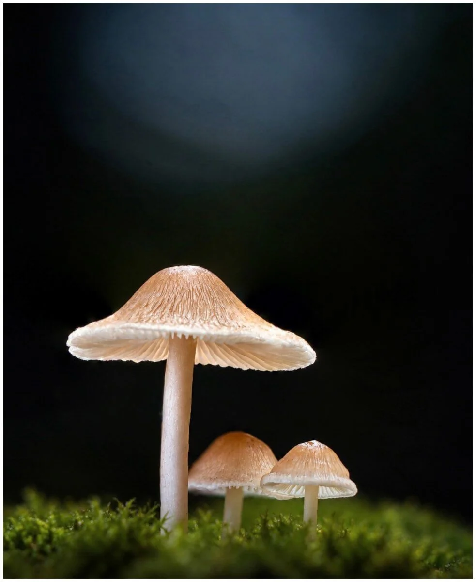 001_Idalina Robinson_Forest Jewels.jpg