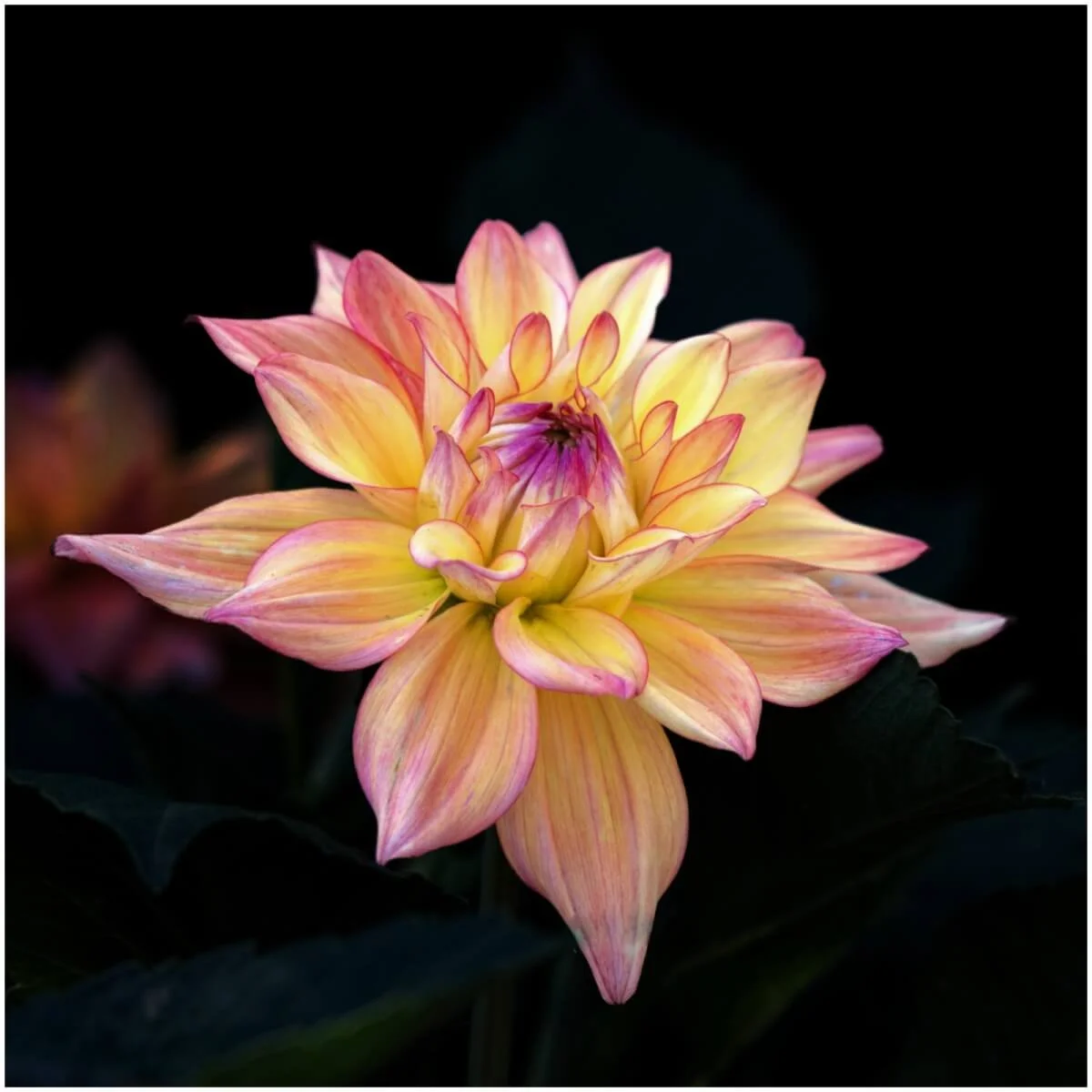003_John Huntley_Dahlia Dazzle.jpg