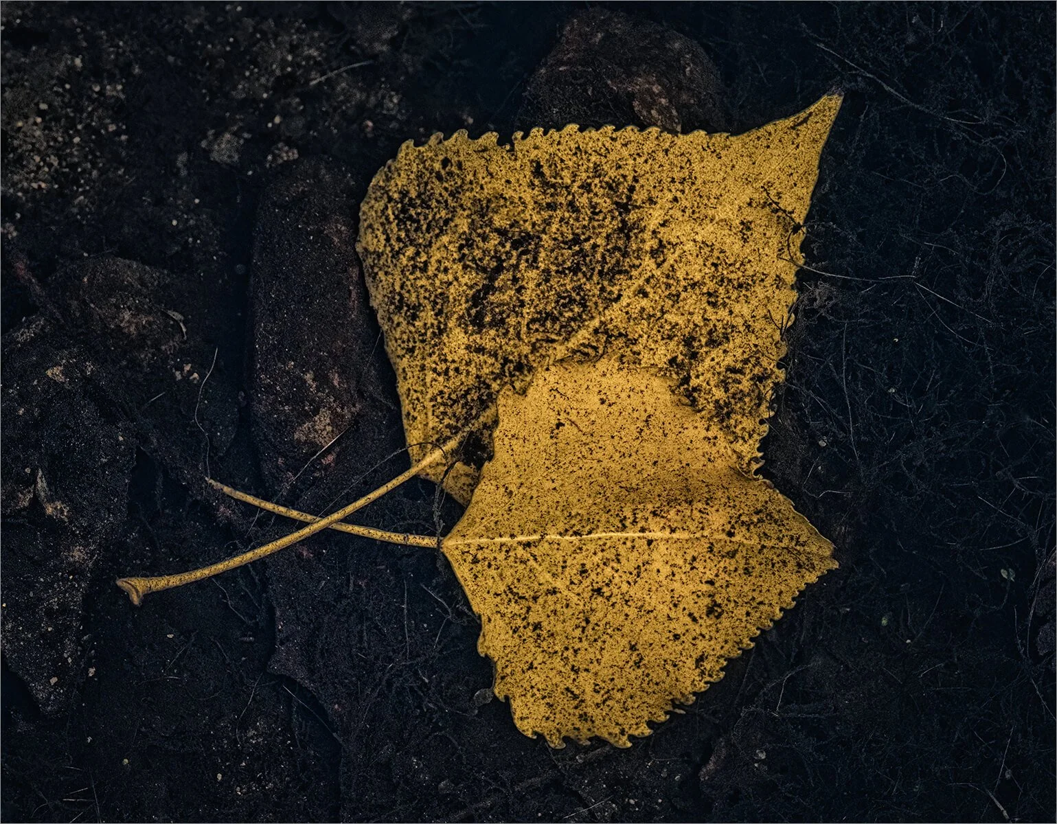 002_Tony White_Riverbed Gold.jpg