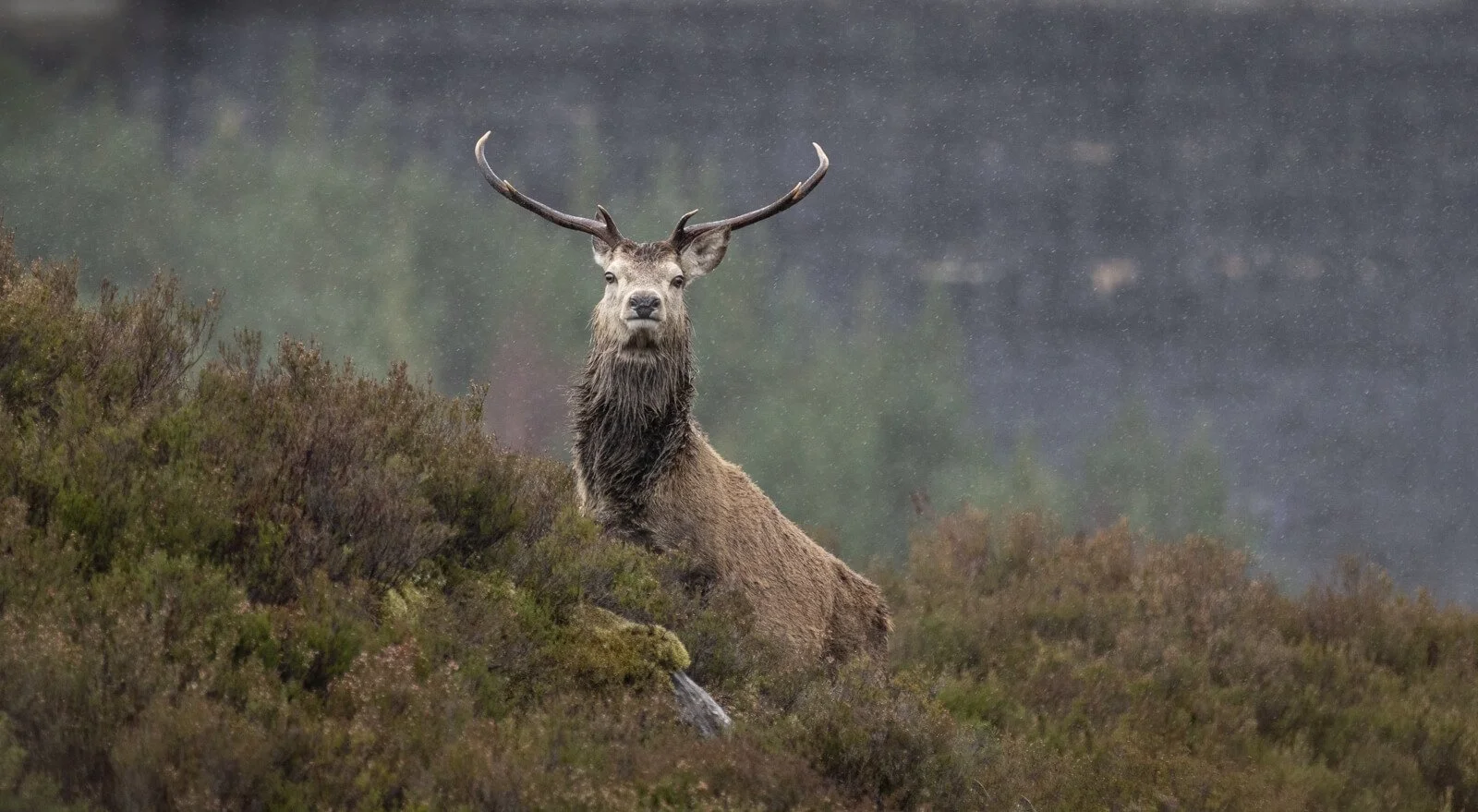Jim Pascoe Red Deer - Highlands 3rd place