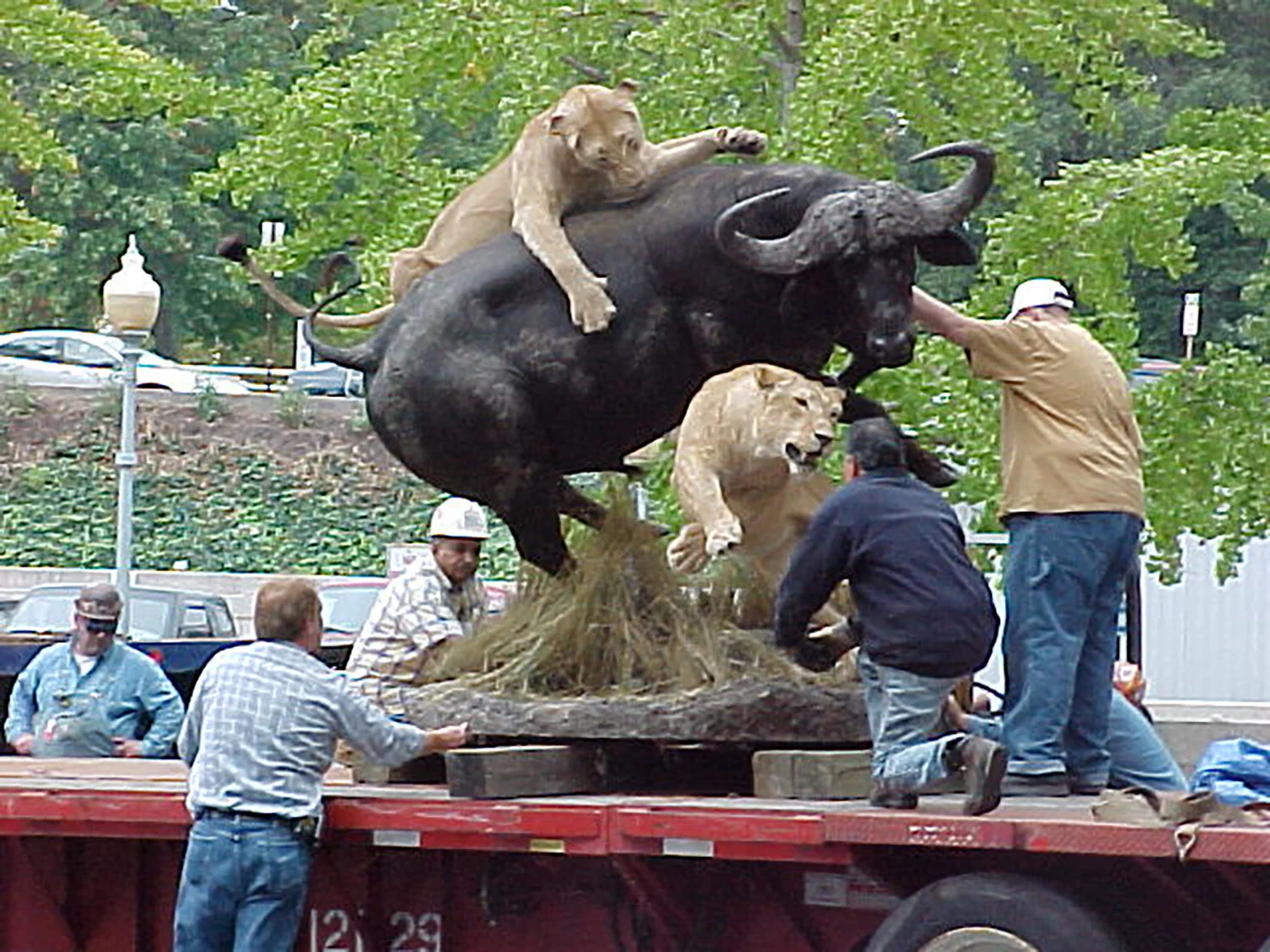 Water Buffalo Under Attack