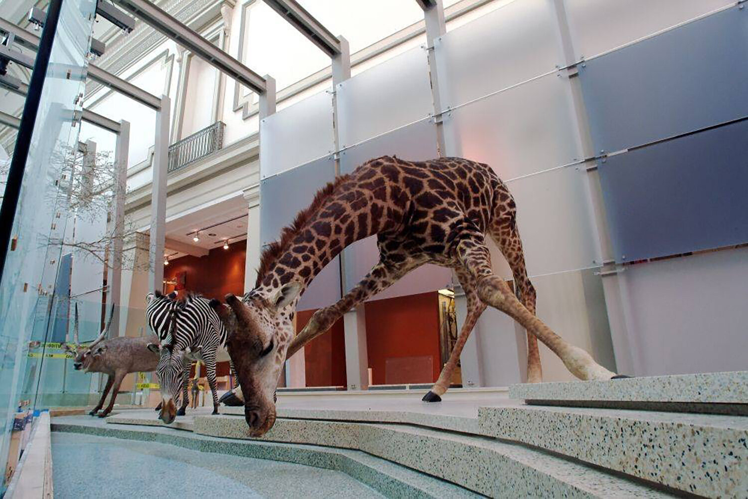 Drinking Giraffe