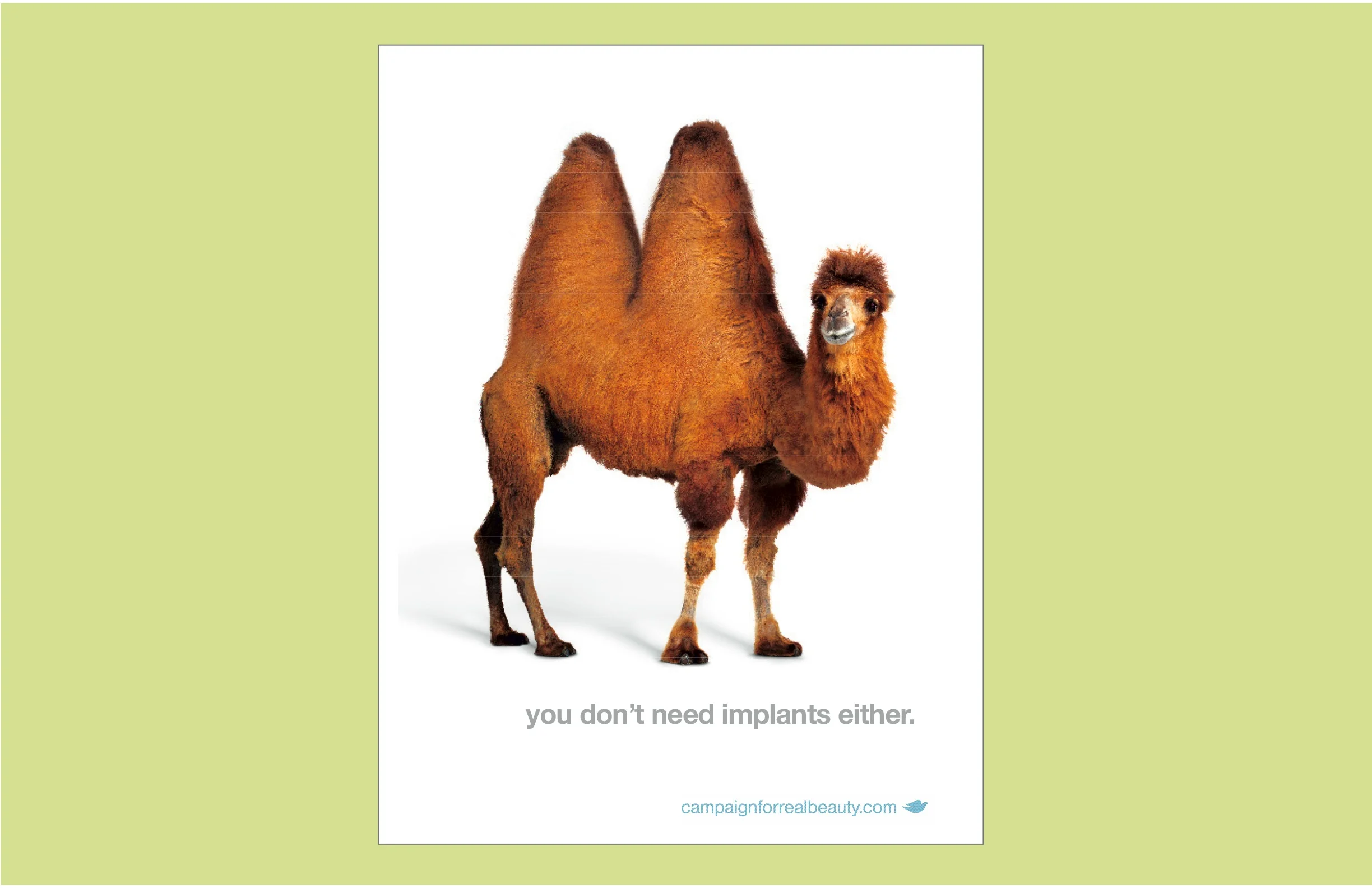 camel.jpg