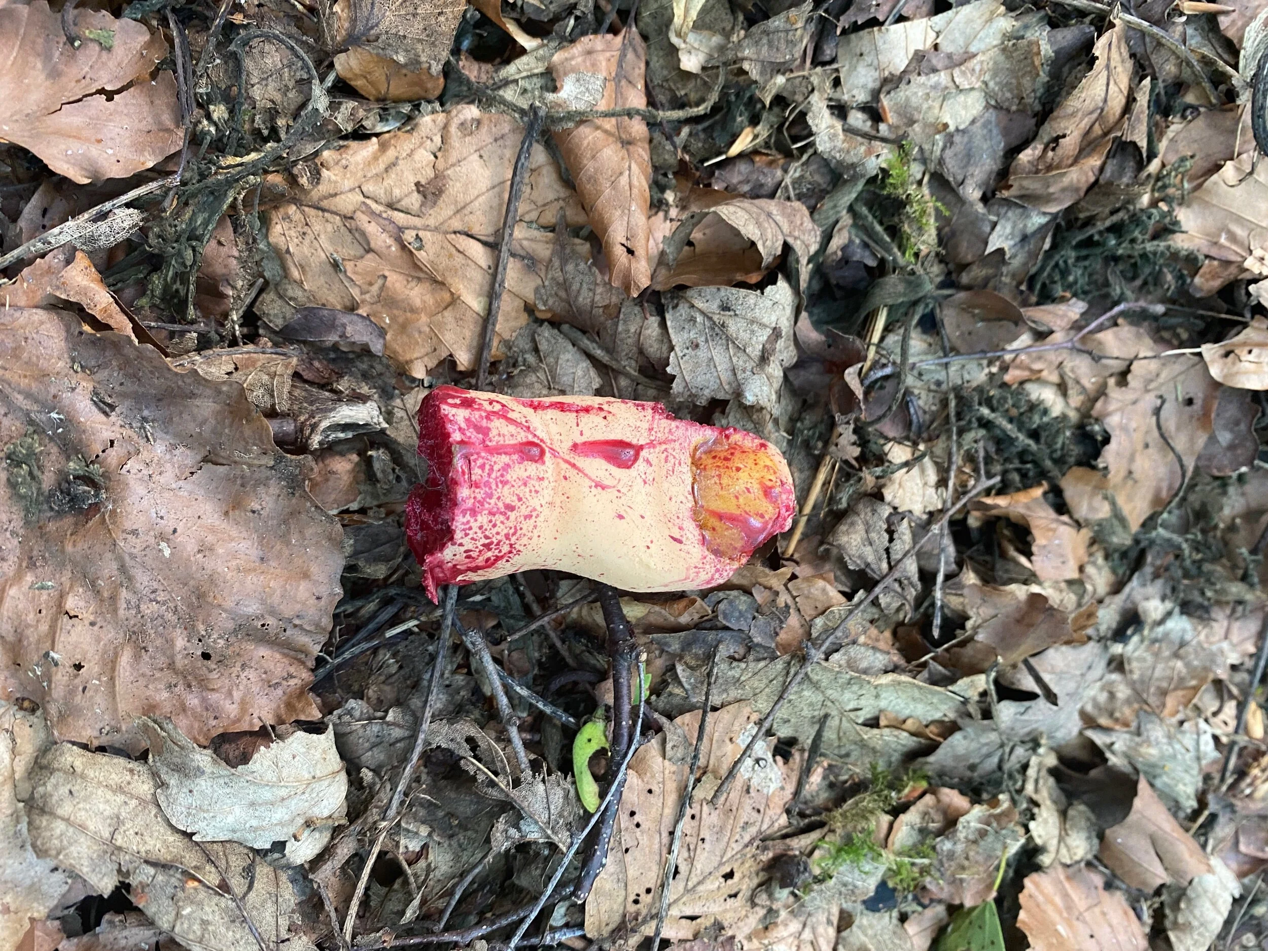 11F63265-CCB1-42DA-9F5E-CC6E1551EB73