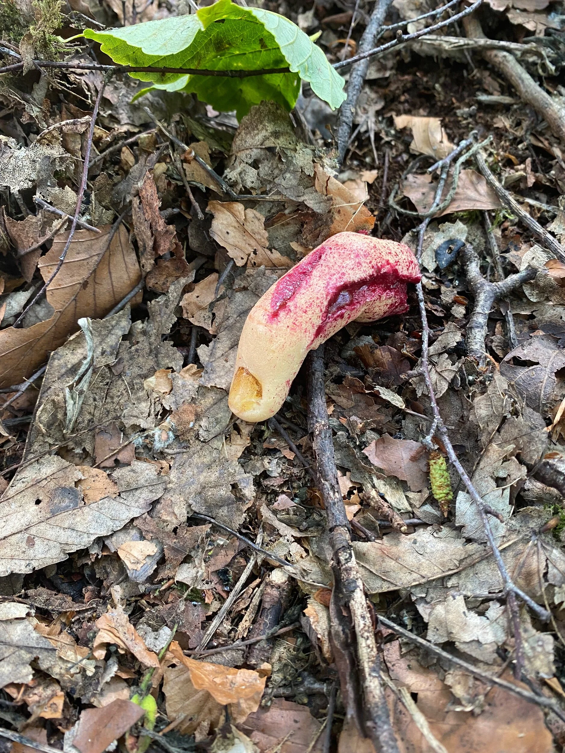 E987BC69-B71A-4EA7-8E2D-0AA6F98191E6