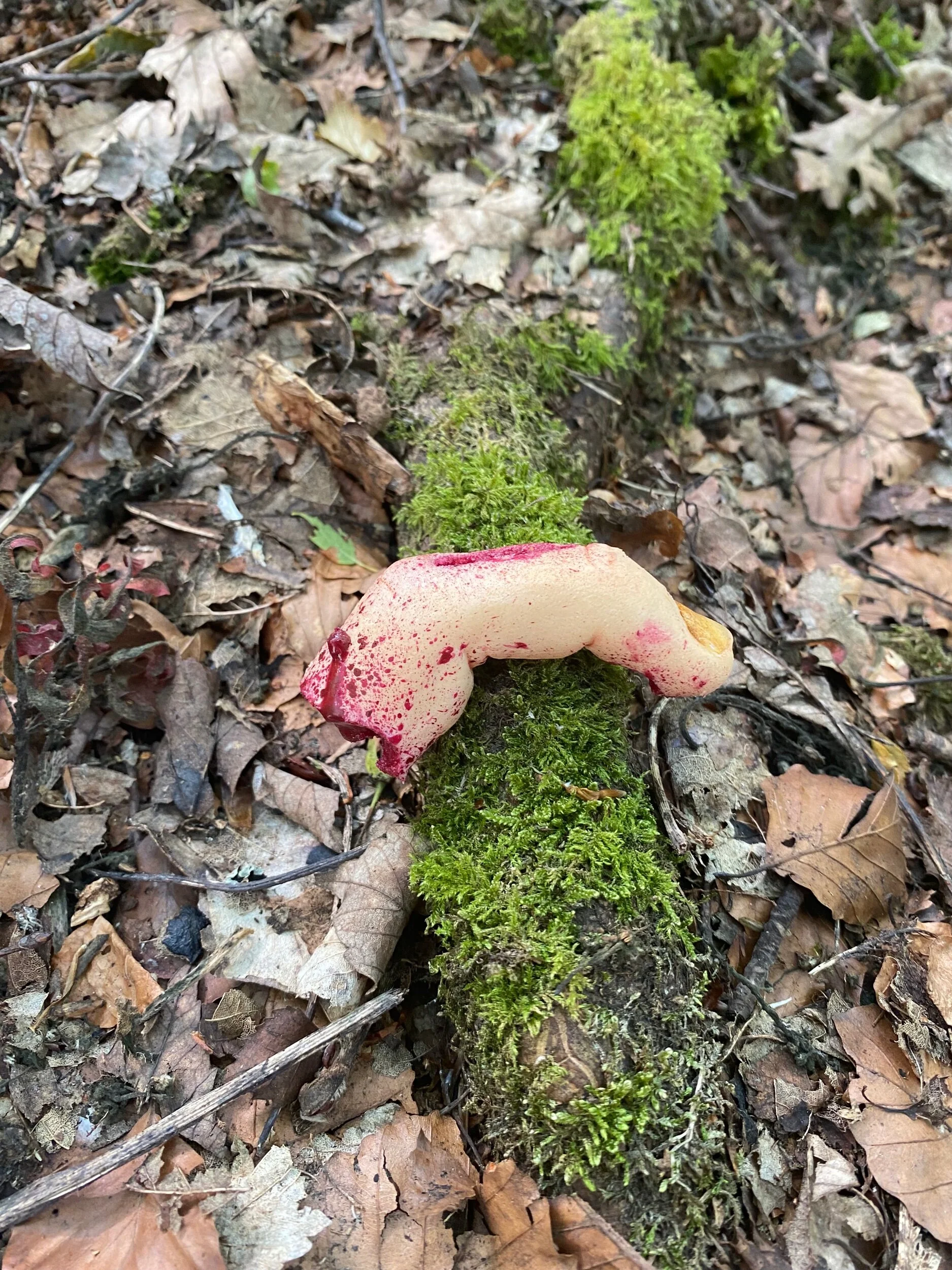 50B76B59-9FCF-45F2-A142-0763391BECAA