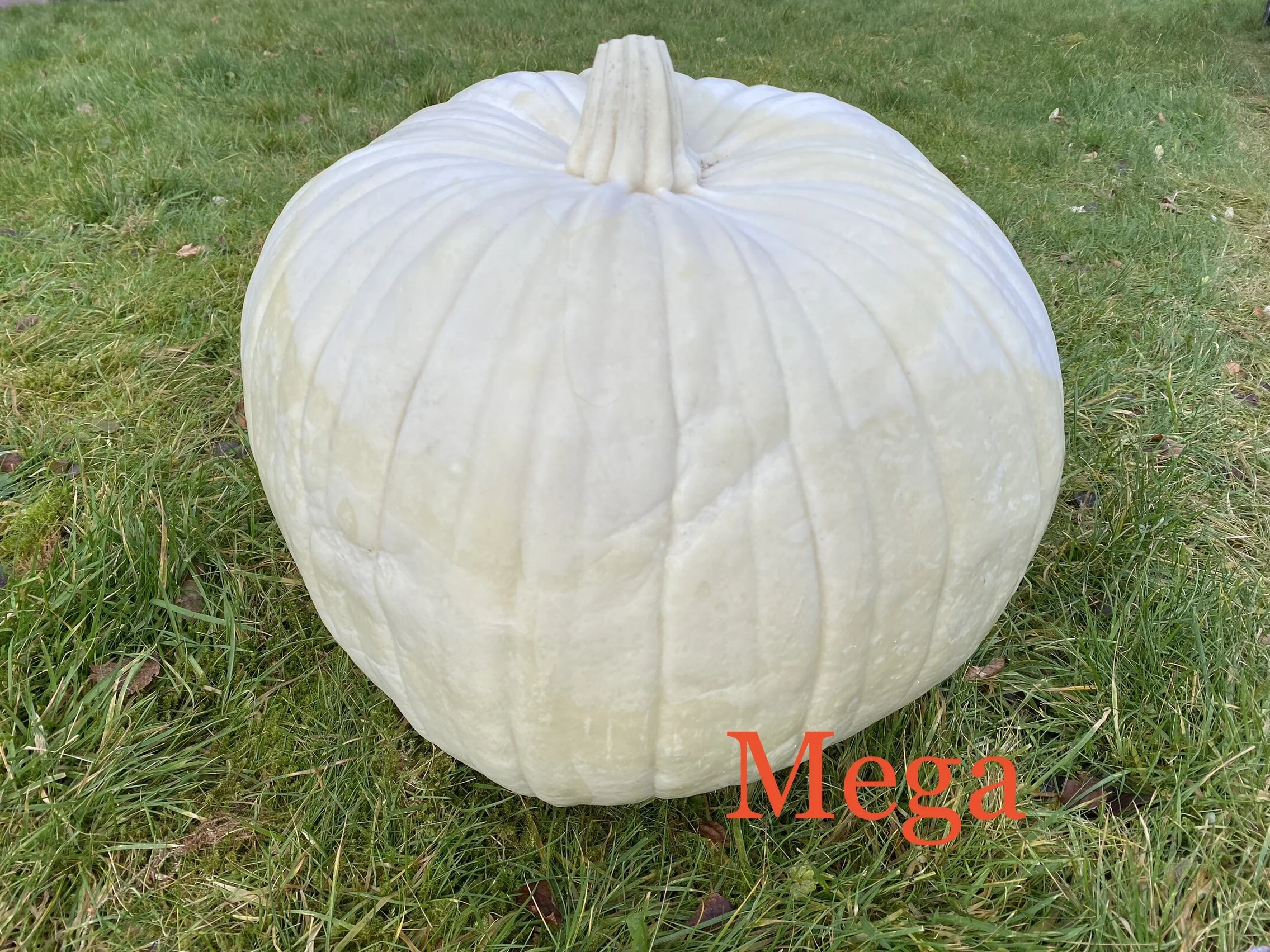 00BC1804-2E35-4E77-AC00-B96001DB387A