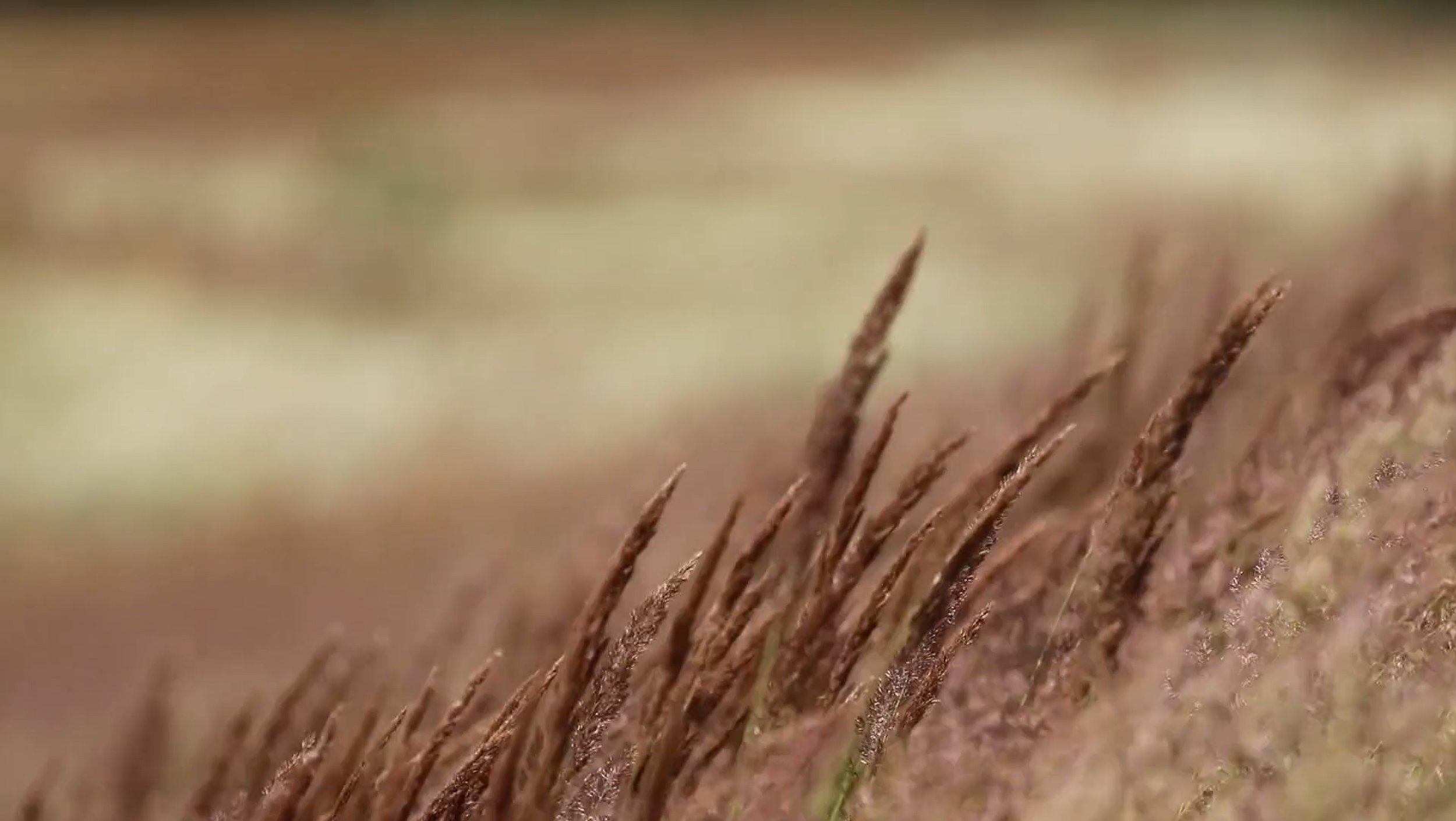 Gras wuiven.jpg