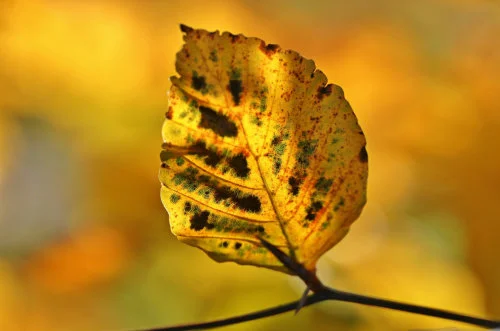 Blad 1 satsang 96.jpg