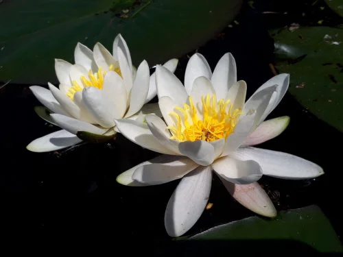 lotus 96.jpg
