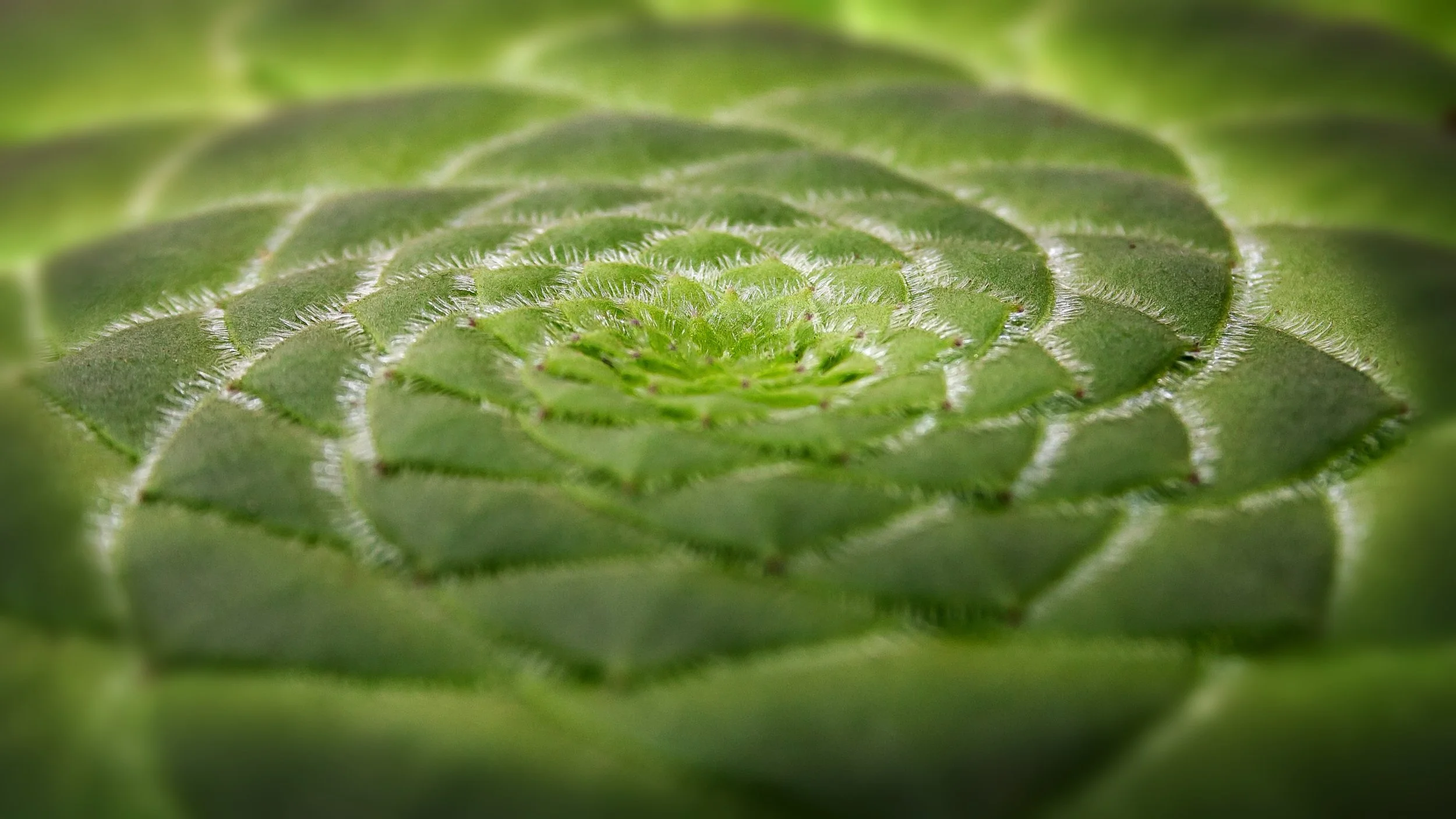 aeonium-tabuliforme-1061601.jpg