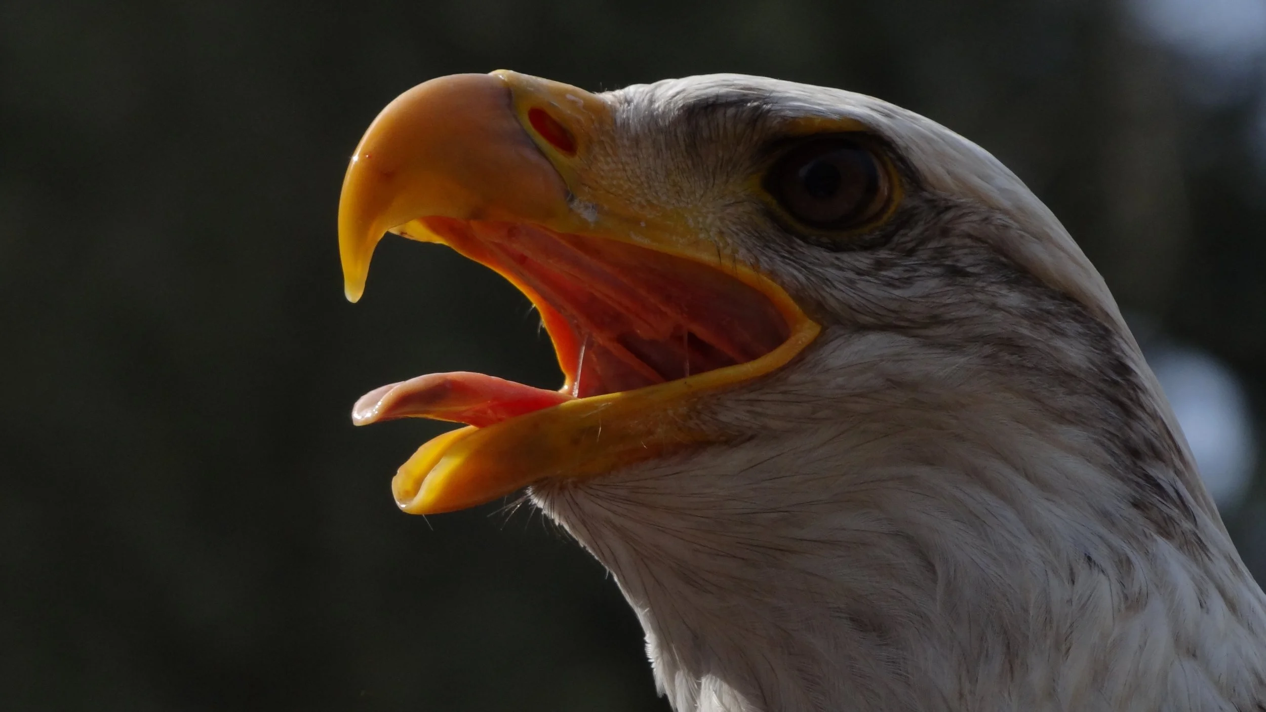 bald-eagles-44274.jpg
