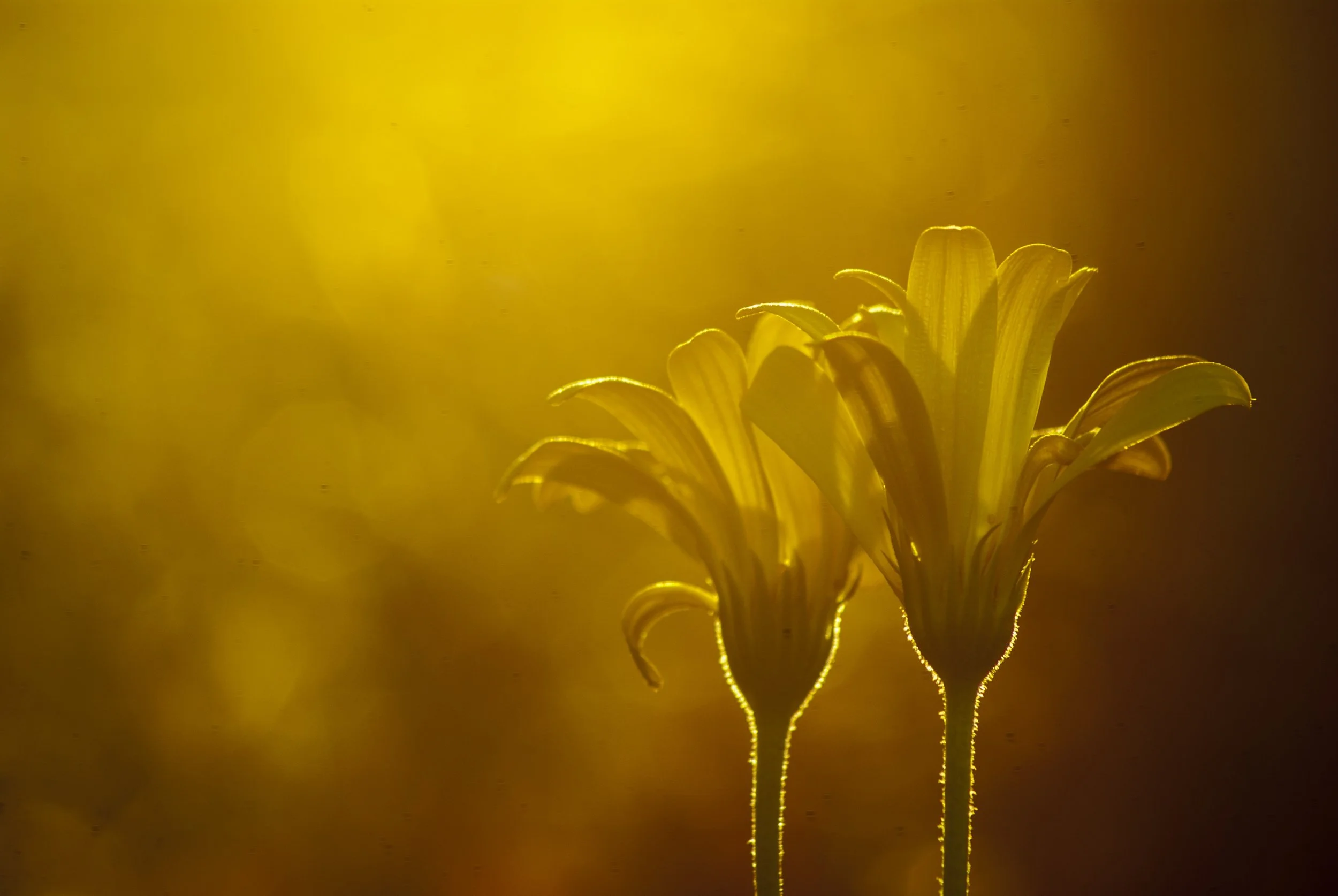 Wo. 17 dec | Open Satsang met Randolph | Lage Vuursche
