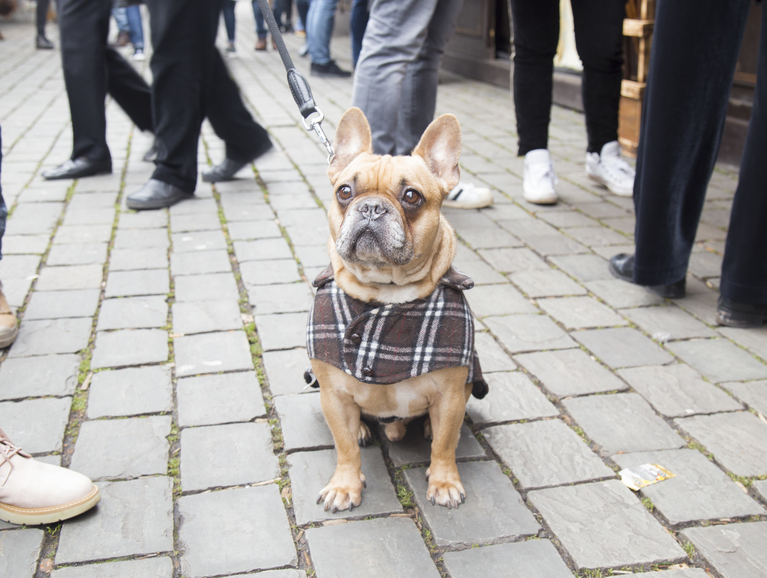 3. SirWilliam_Colonia.jpg