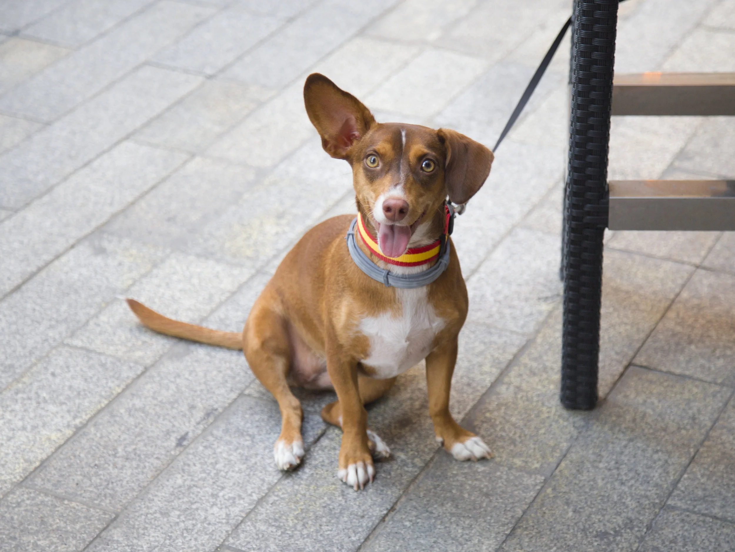 4. Retinta_Sevilla.jpg