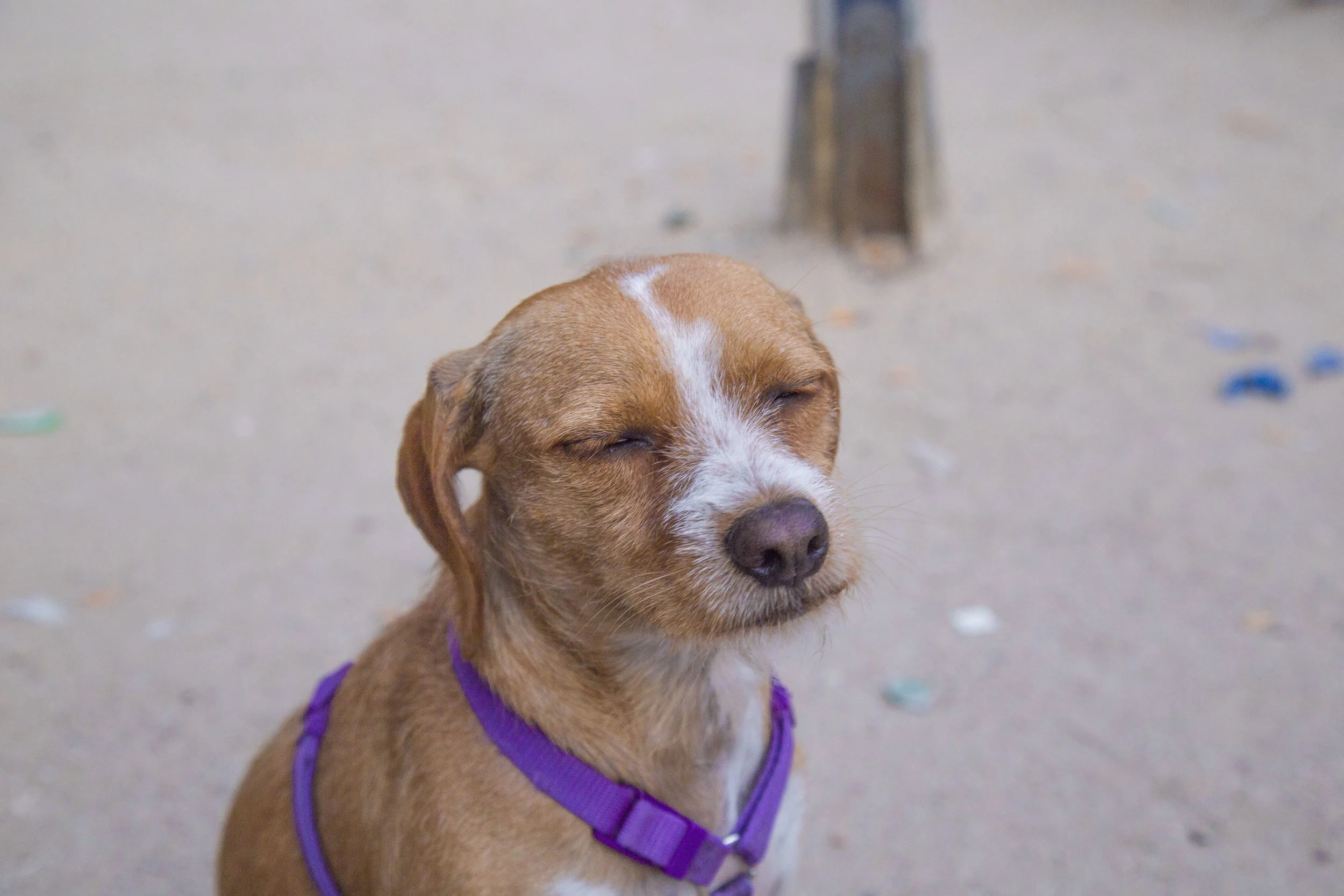 6. Chispita_Madrid2.jpg