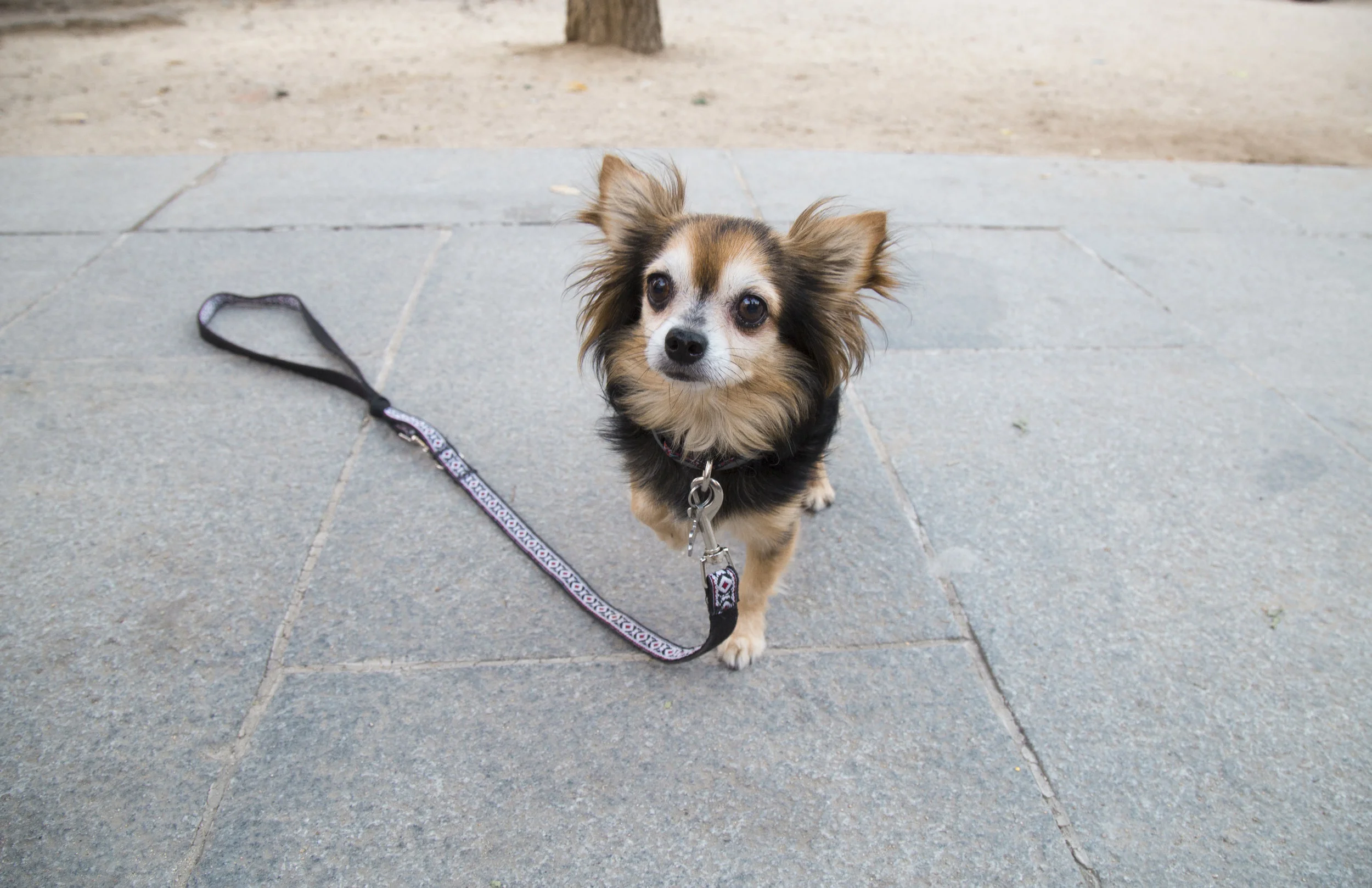 7. Leonardo_Madrid.jpg