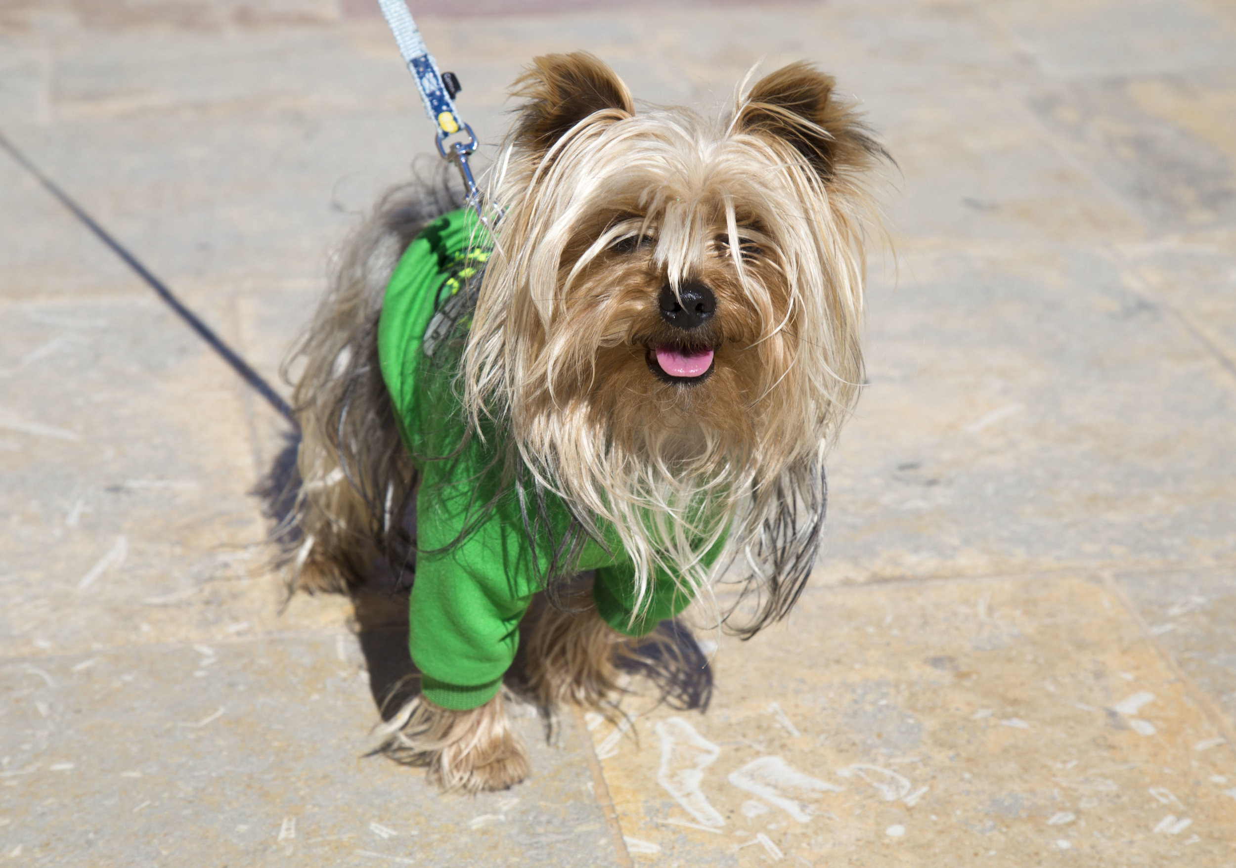 14. Sputino_Malta.jpg