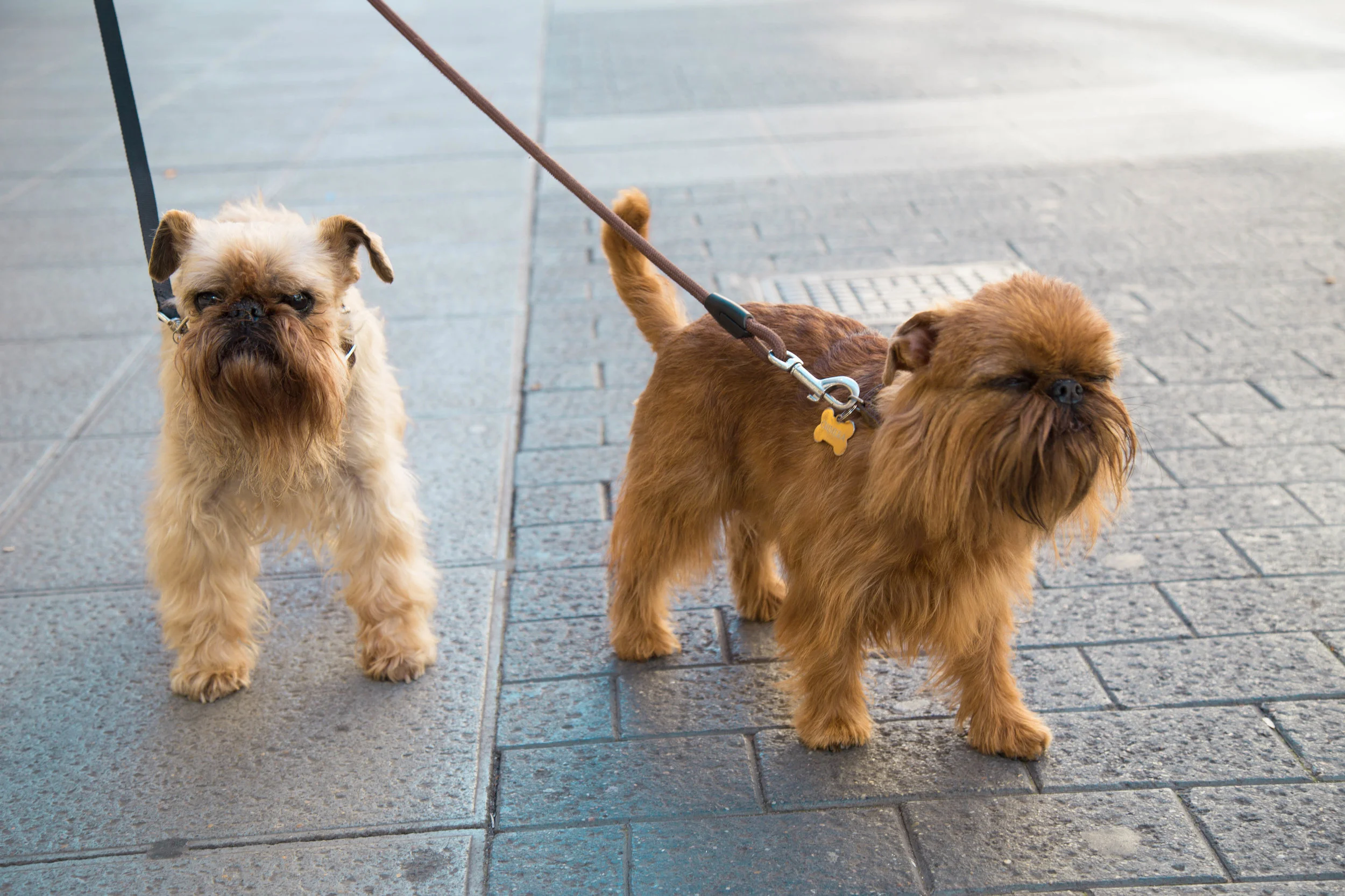 30. Ewoks_valladolid2_new.jpg