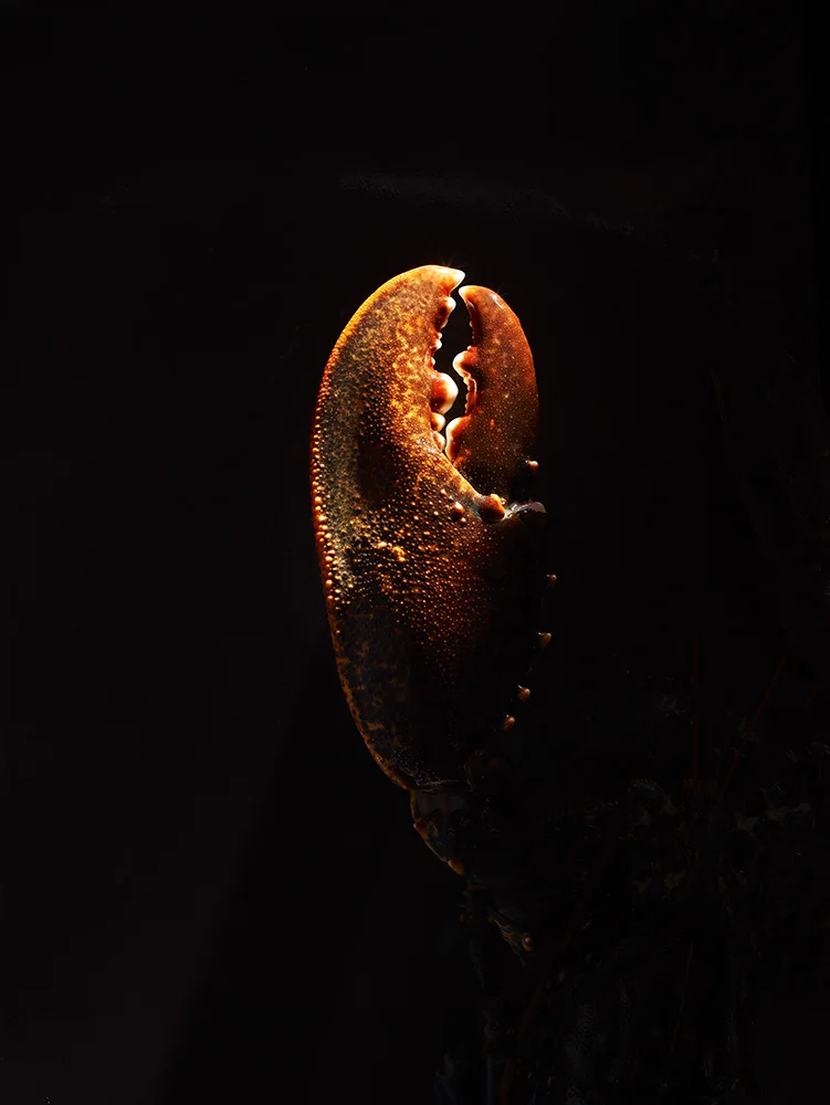 No3 Lobster.jpg