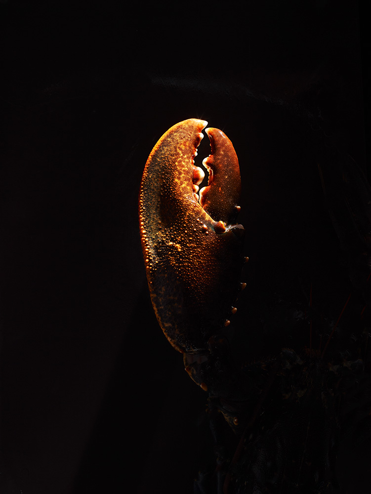 No3 Lobster.jpg