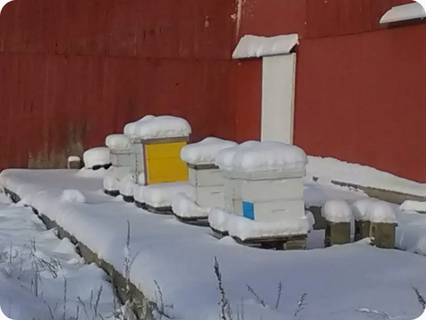 Overwintered Starter Colony