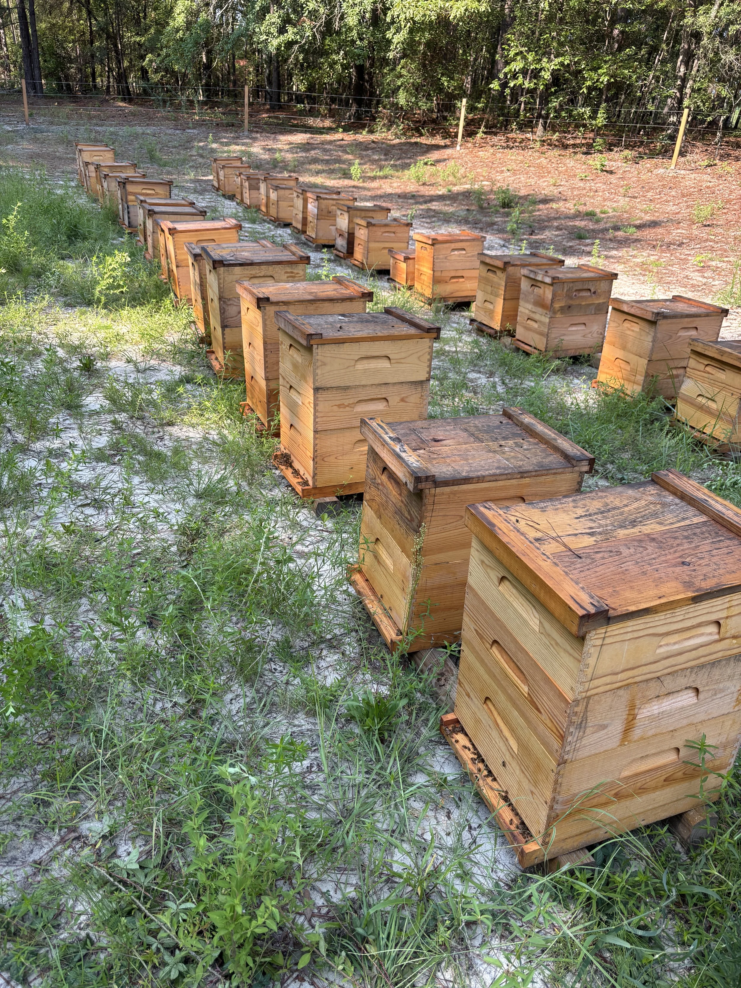 Overwintered Nuc