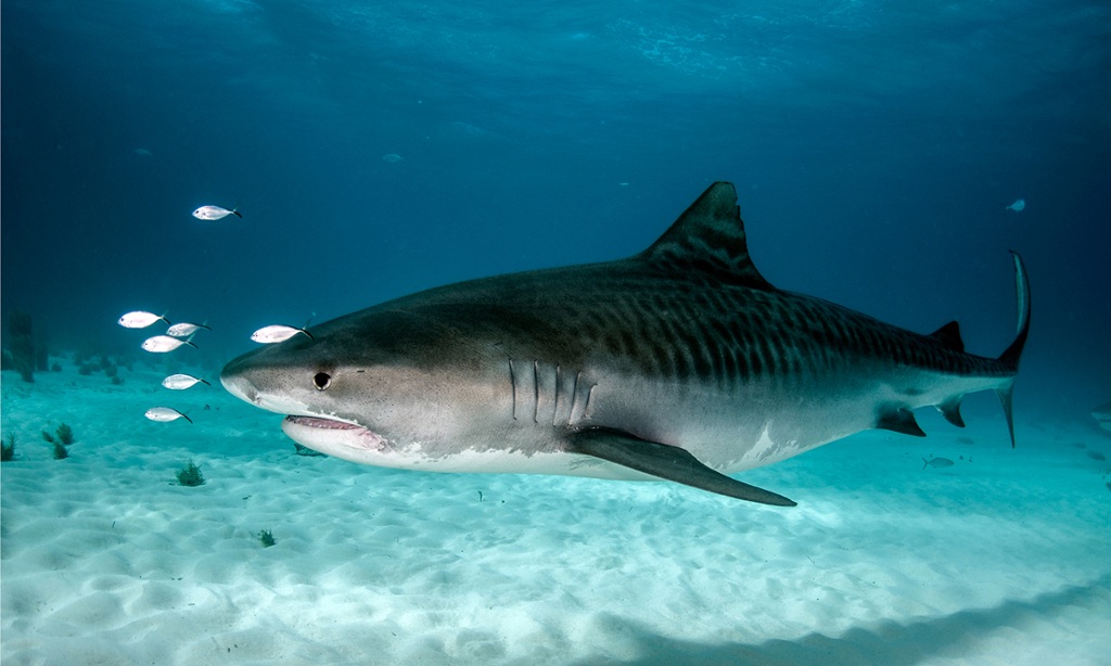 tigershark.jpg