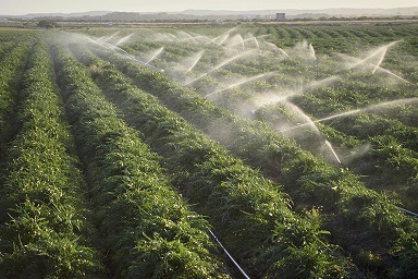 Food and farming: CE could cut waste and boost efficiency