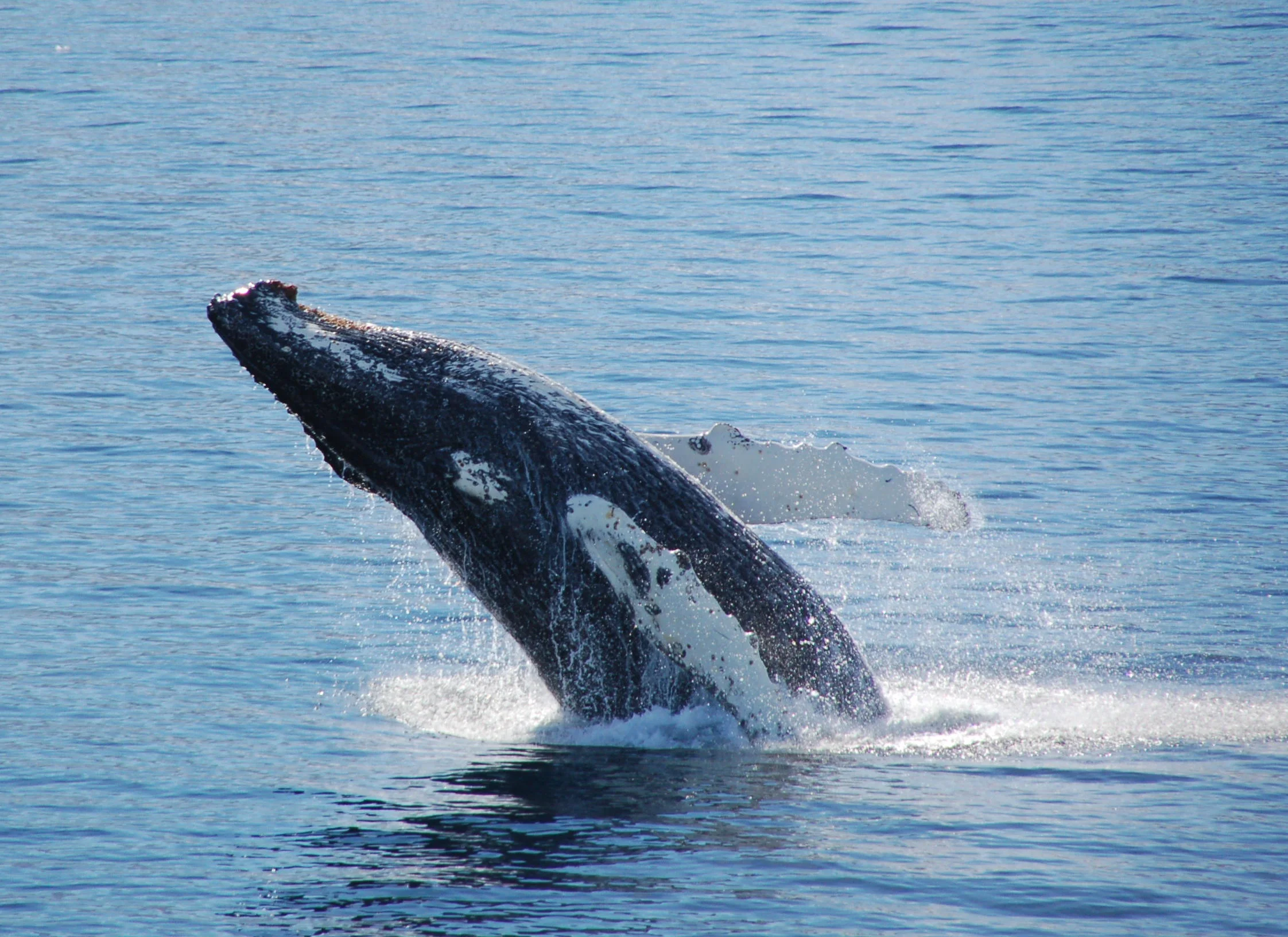 The Blue Planet Effect: One Year On