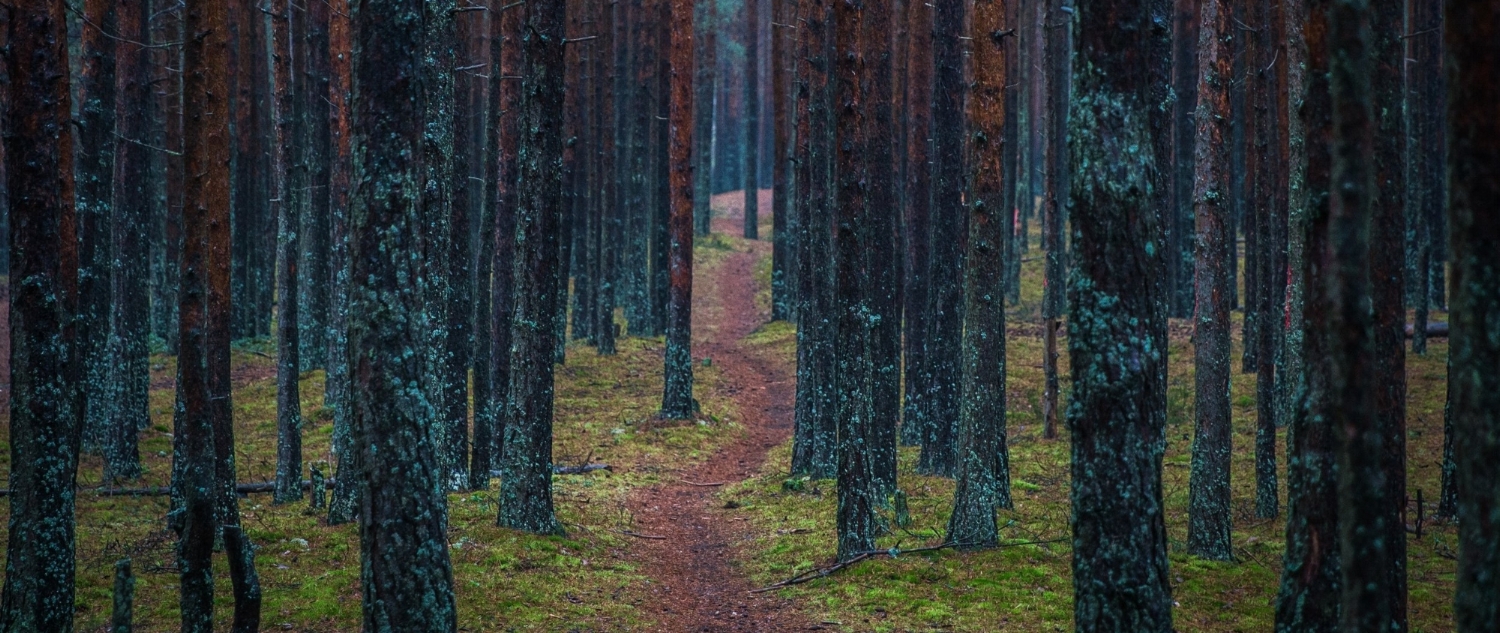color-conifer-dawn-753550.jpg