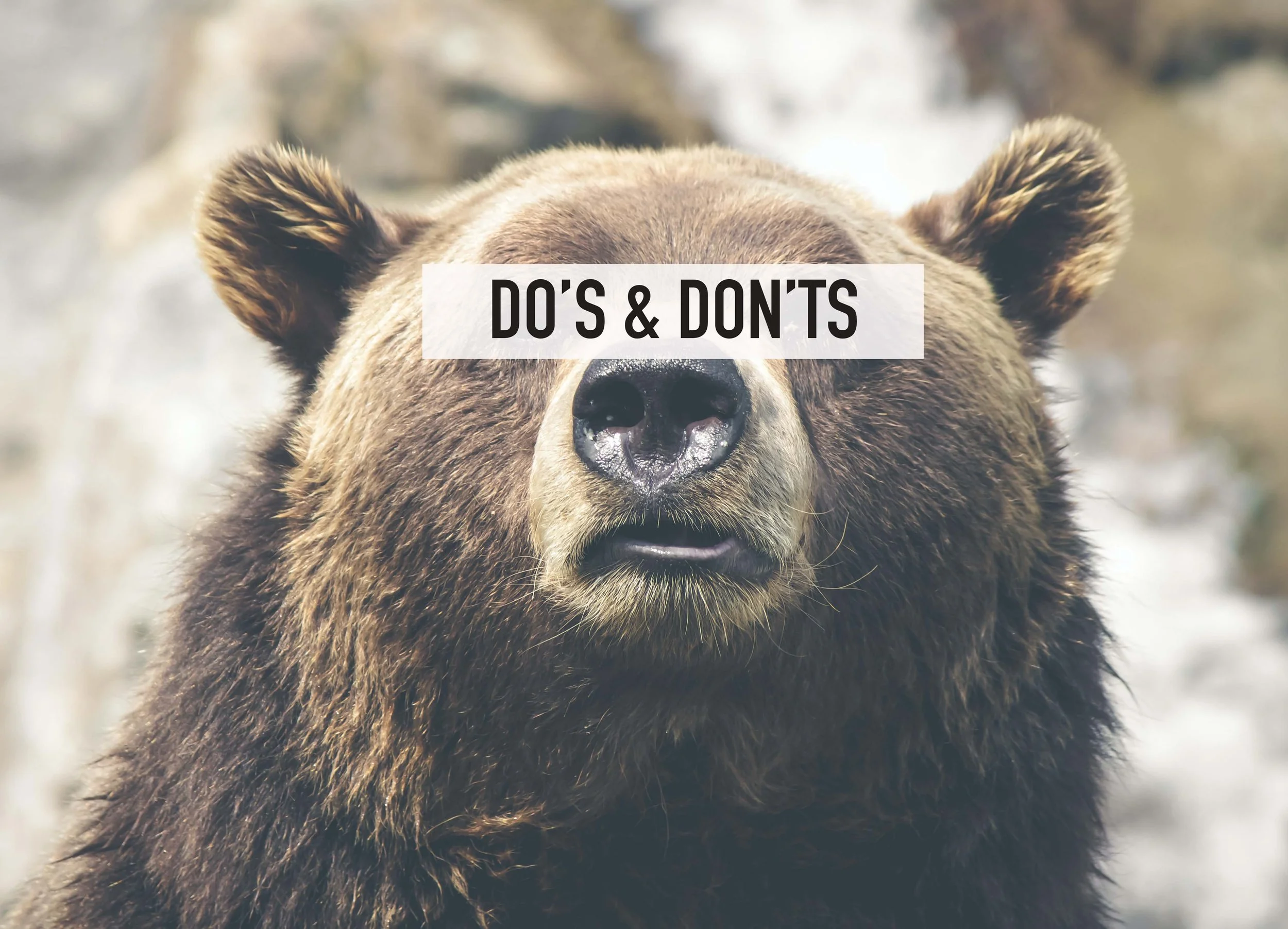 Do's and Dont's of a Bear Market