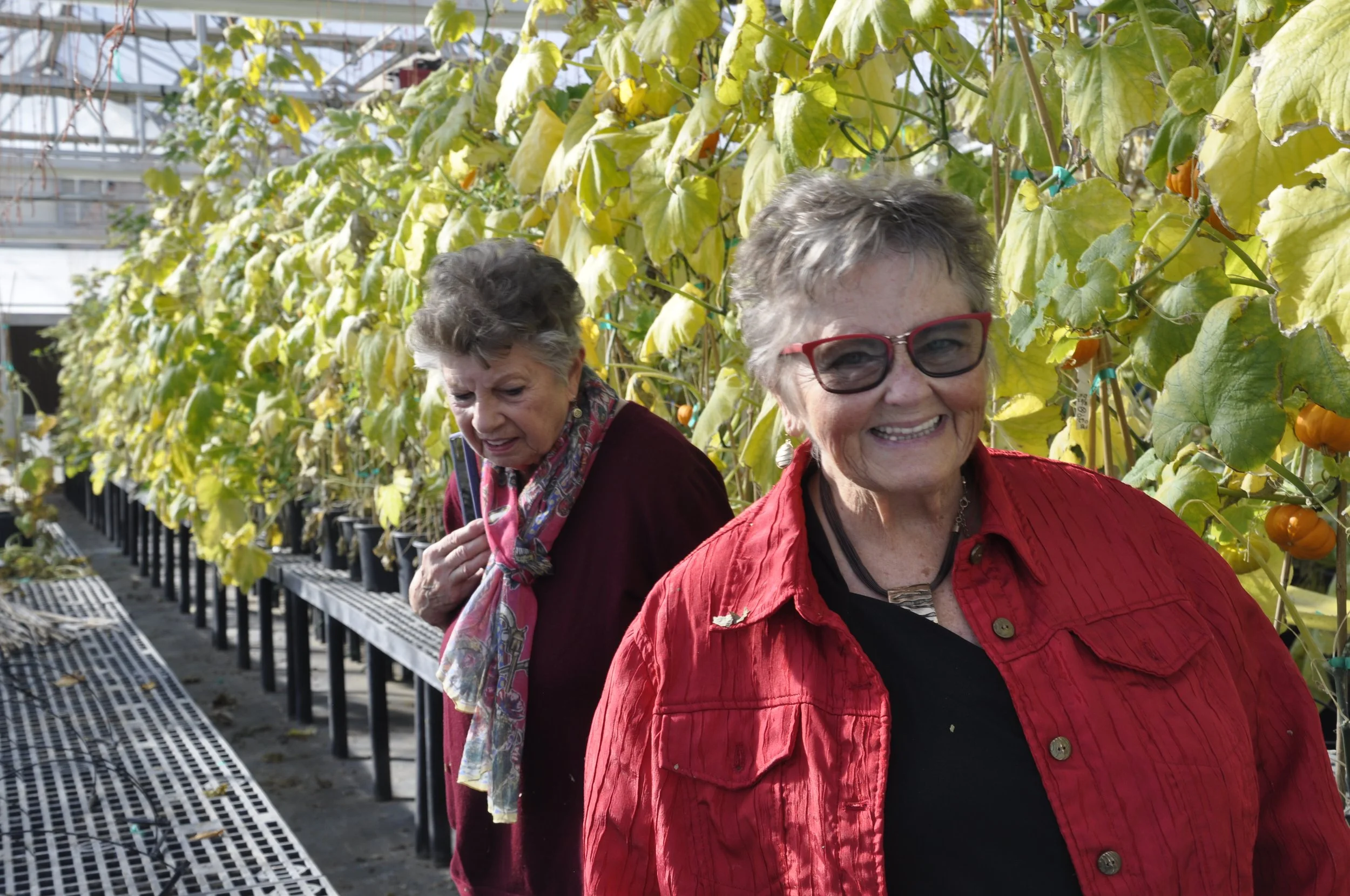 Two elderly women walking through a greenhouse with rows of tall, leafy plants growing on trellises, one woman smiling and wearing red glasses and a red jacket, the other woman looking down and wearing a patterned scarf.
