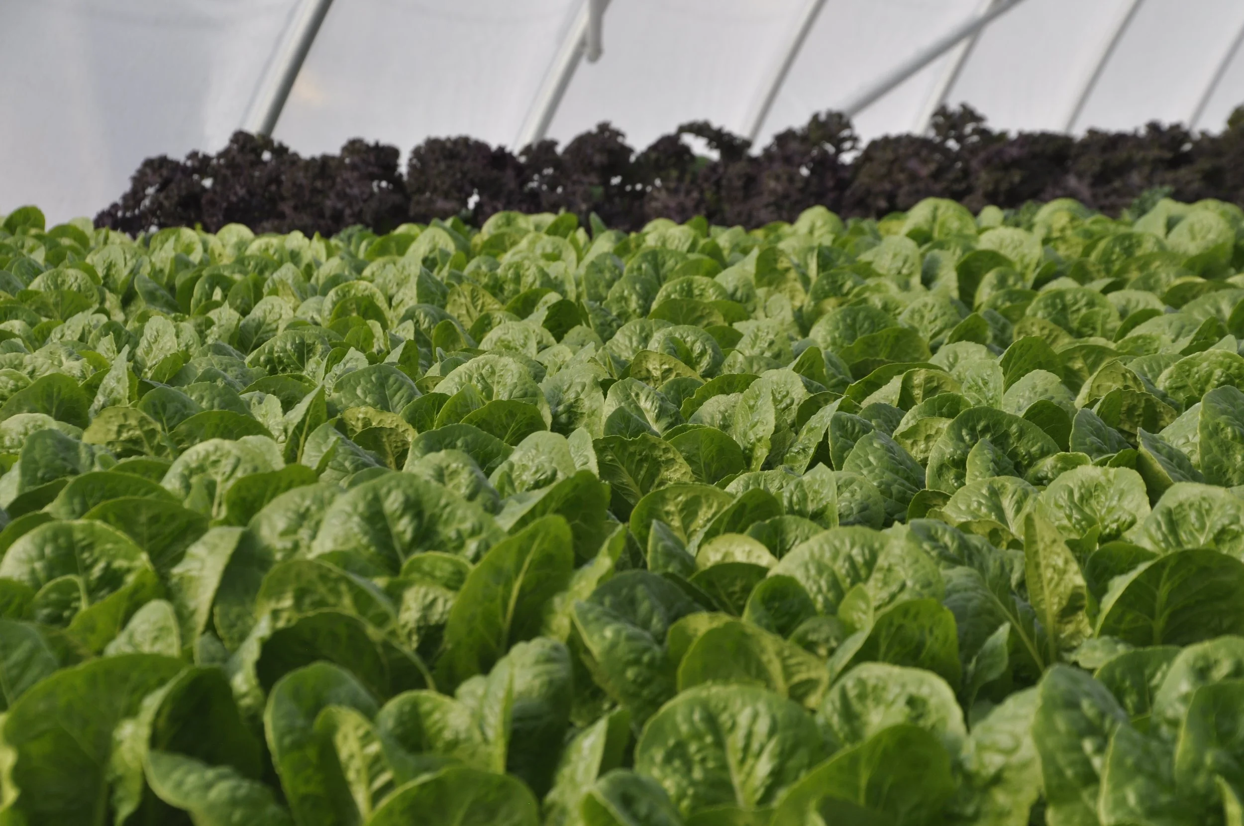 Close-up of green lettuce growing in a greenhouse with purple lettuce in the background.