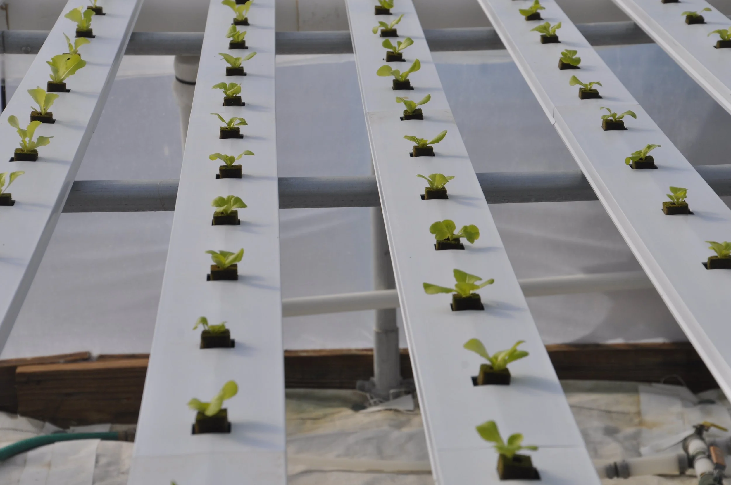 Rows of small green seedlings growing in black containers on white trays, set up on a metal framework, in a controlled environment or greenhouse.