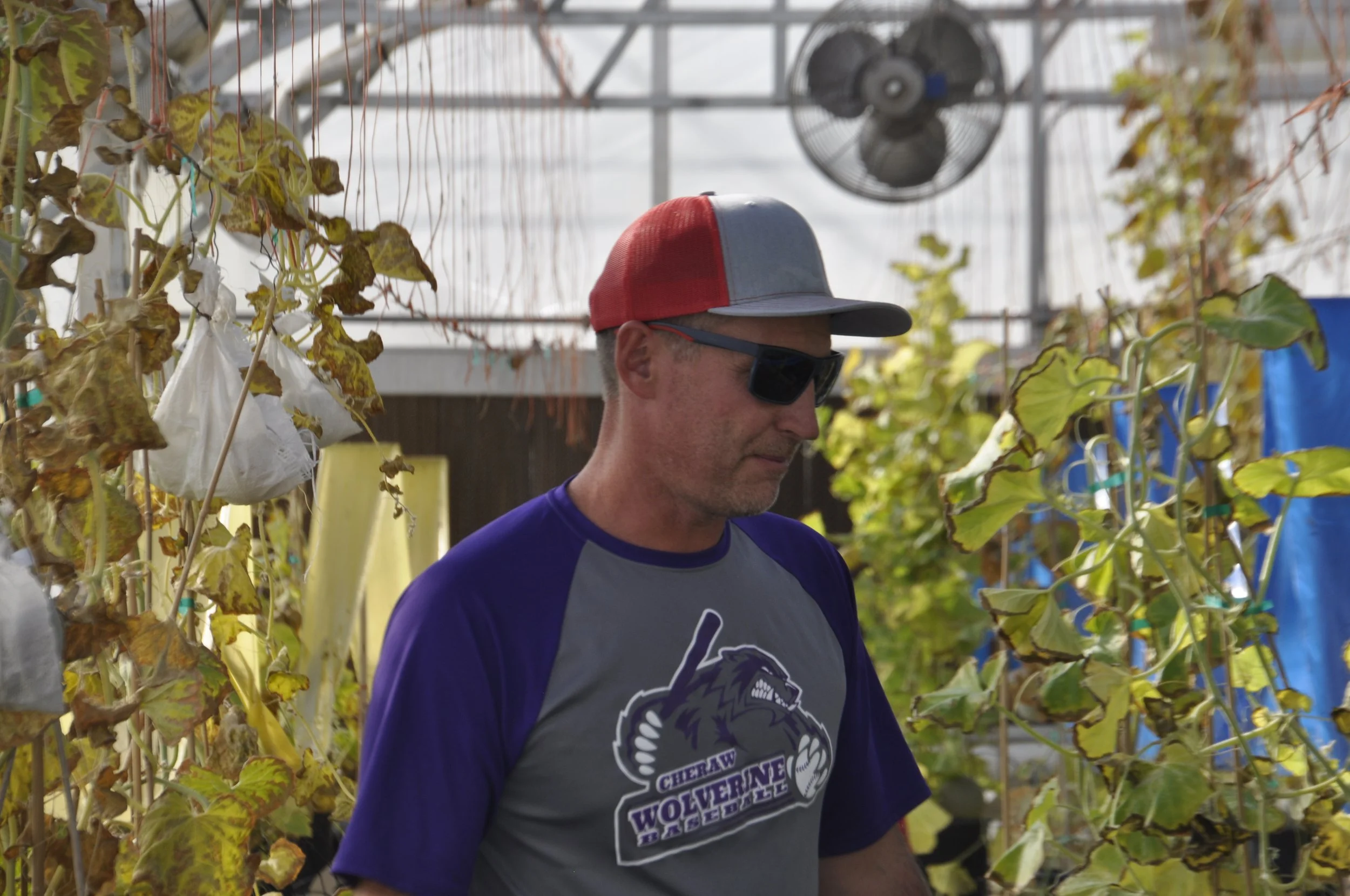 A man wearing a red and gray cap, black sunglasses, and a blue T-shirt with a wolf logo stands among green and yellow leaves inside a greenhouse or plant nursery.