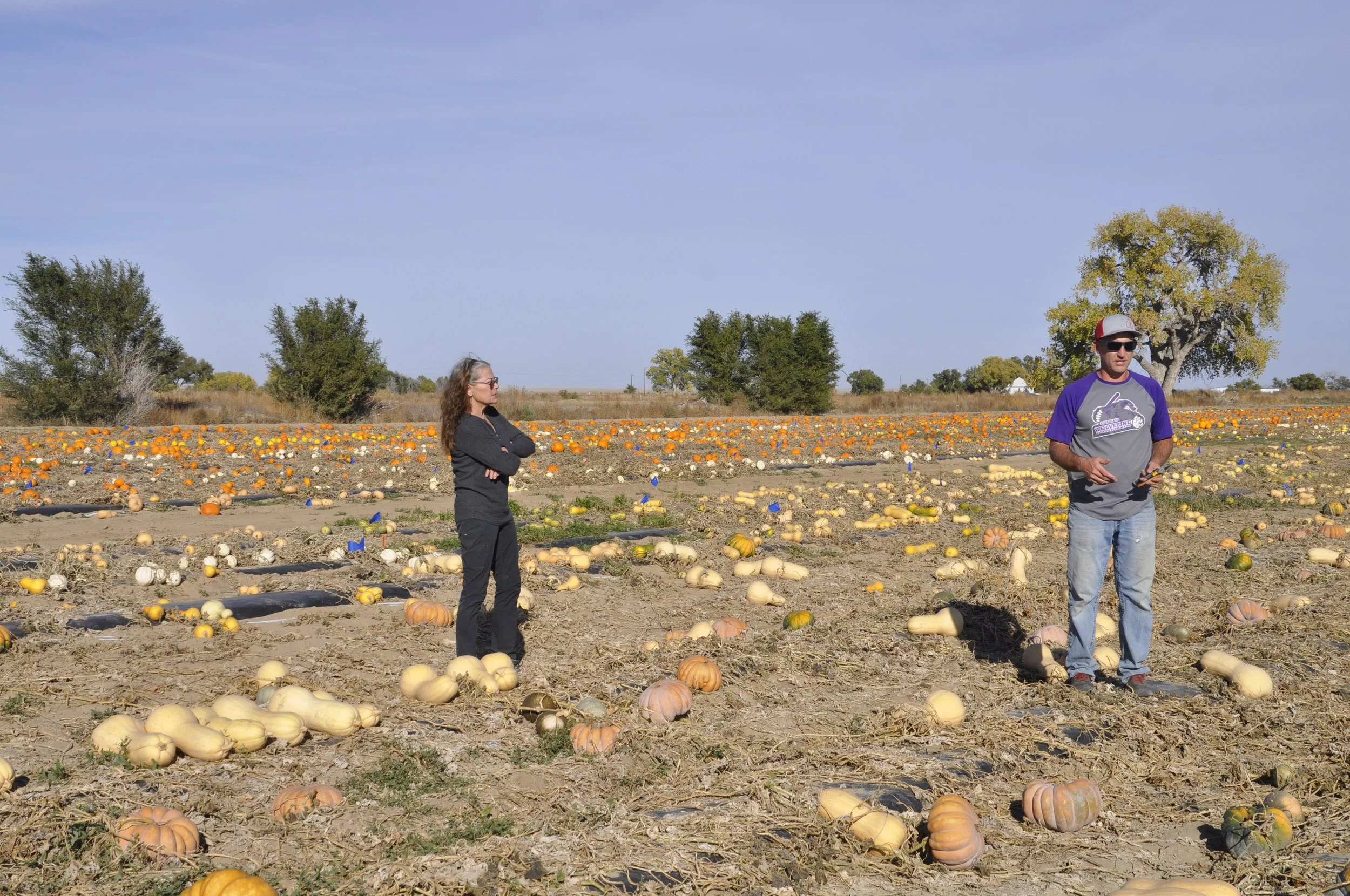 Two people, a woman and a man, standing in a pumpkin field with scattered pumpkins on the ground. The woman is wearing sunglasses and a black jacket with arms crossed. The man is wearing sunglasses, a gray and purple shirt, and a red and gray cap, ho