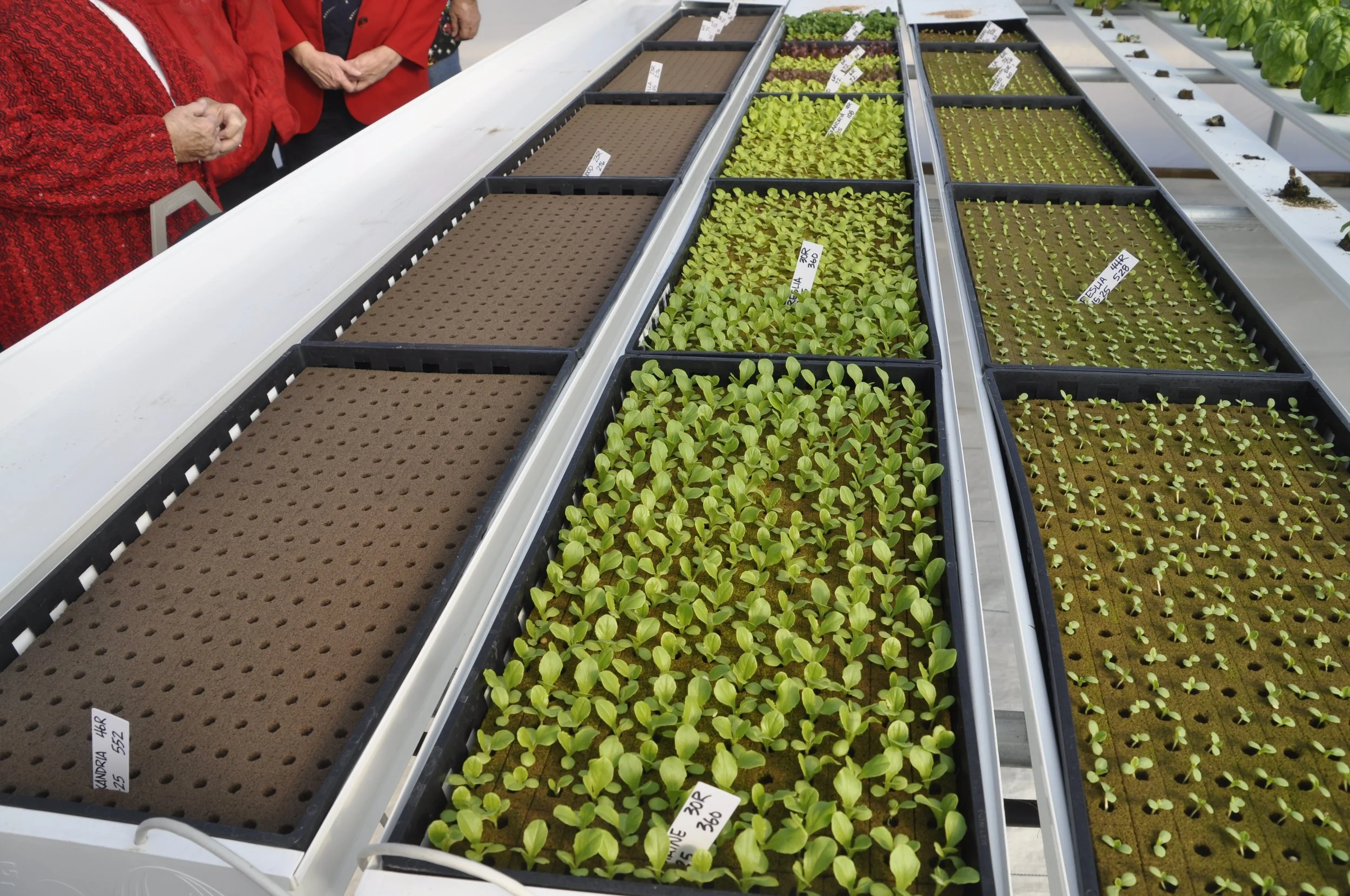 People observing trays of seedlings in a greenhouse, with various trays of young plants and labels.