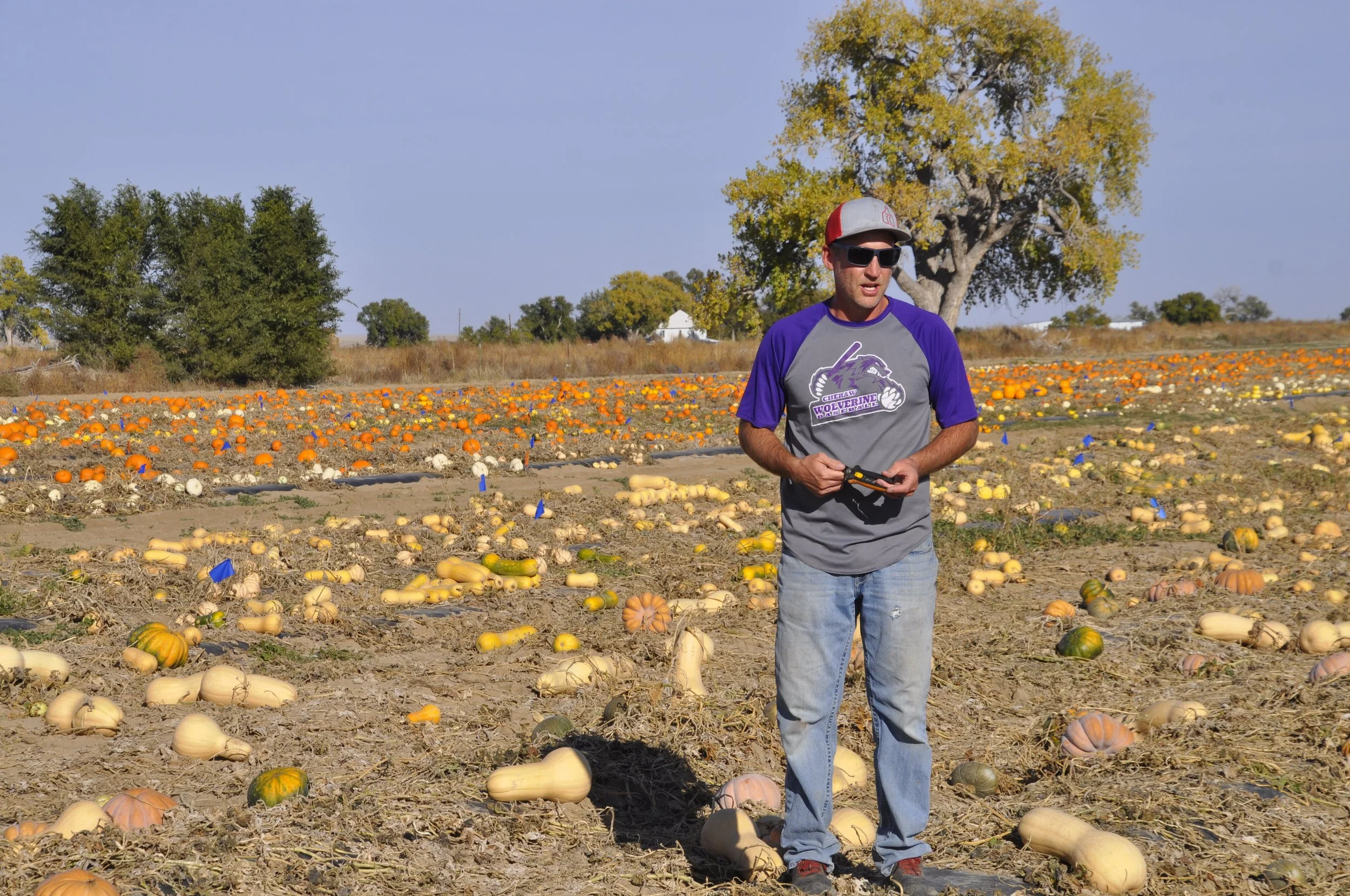 A man wearing sunglasses, a gray and purple Wolverine baseball shirt, and a red and white cap stands in a pumpkin patch with pumpkins scattered on the ground. There are trees in the background under a clear blue sky.