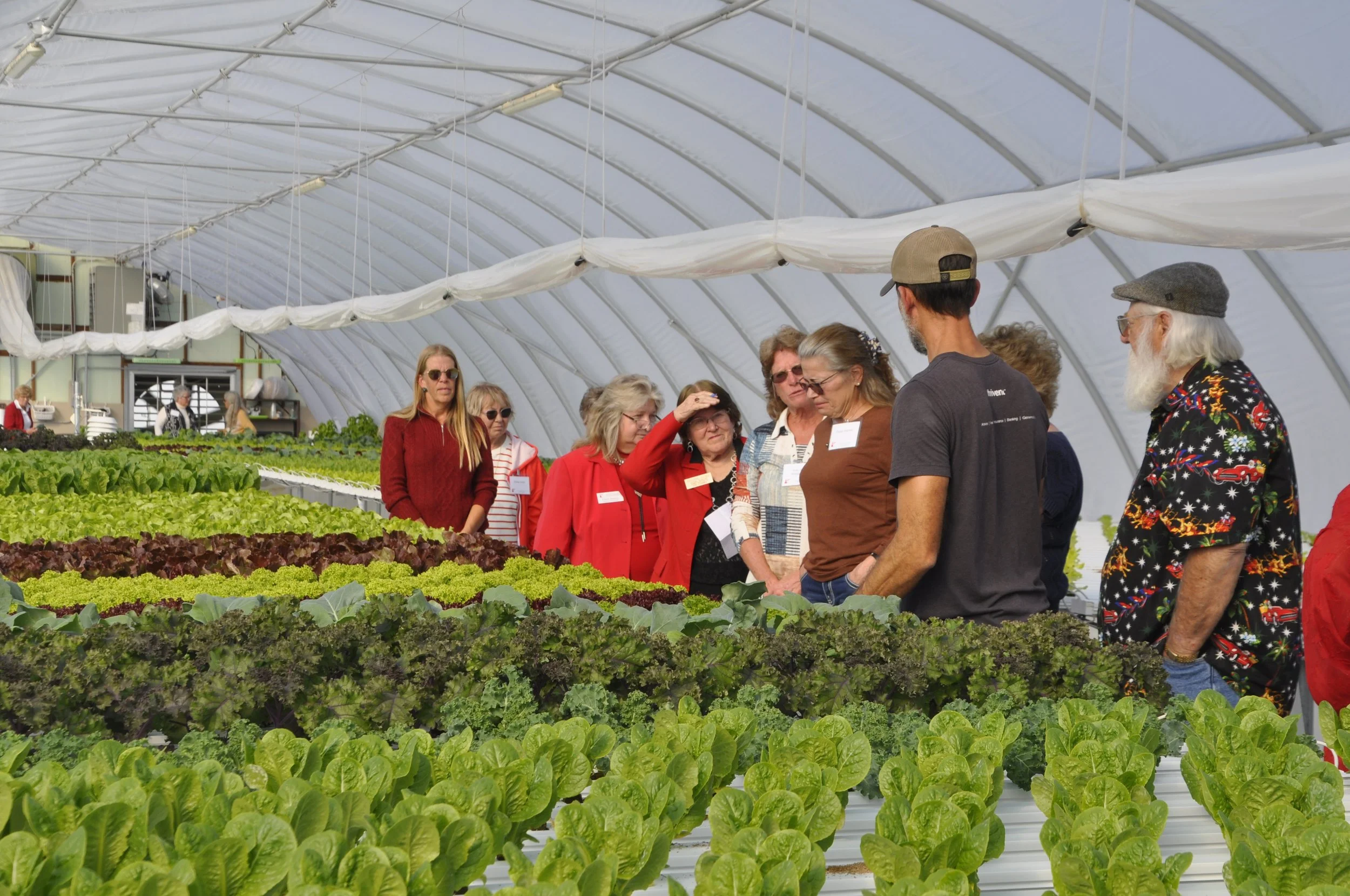 Group of people inside a greenhouse with rows of leafy green vegetables, possibly lettuce, and others in casual attire including sunglasses and hats, engaged in conversation or looking at the plants.