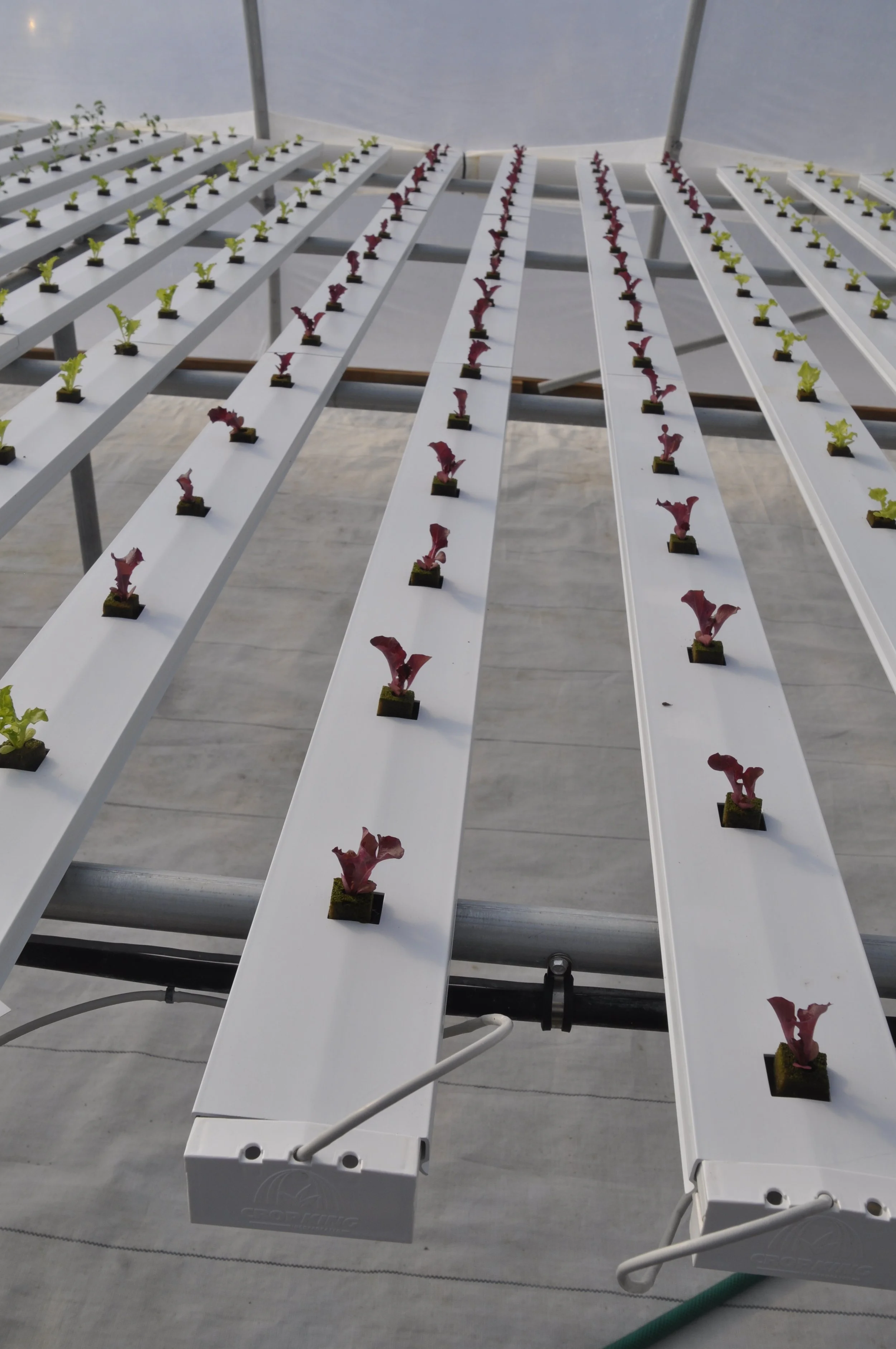 Indoor hydroponic growing system with rows of small lettuce plants in nutrient-rich water, supported by white trays on metal frames.