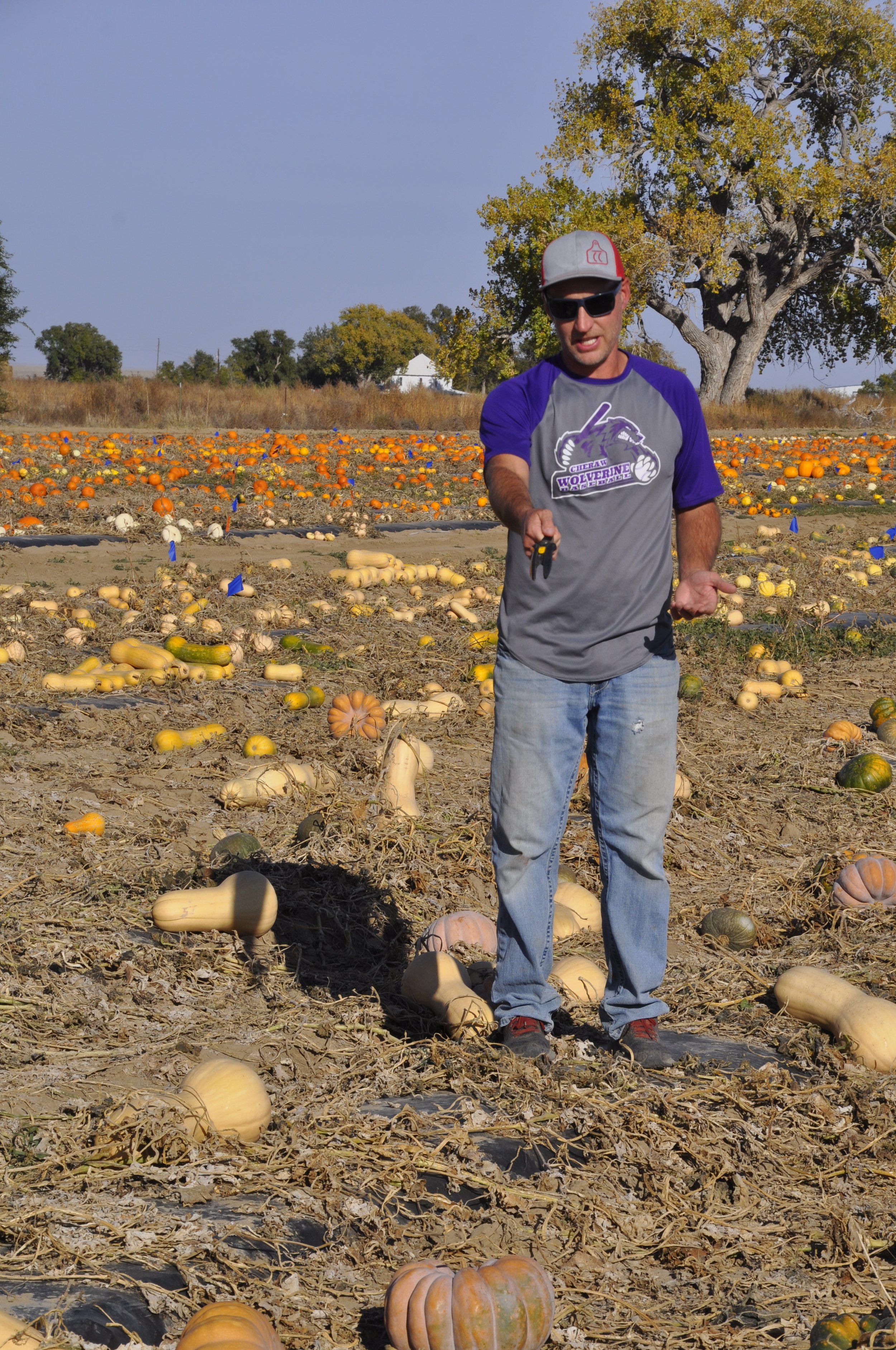 A man wearing sunglasses, a baseball cap, and a gray and purple shirt is standing in a pumpkin patch holding a pumpkin-shaped tool, with numerous pumpkins scattered on dry soil and a large tree in the background.