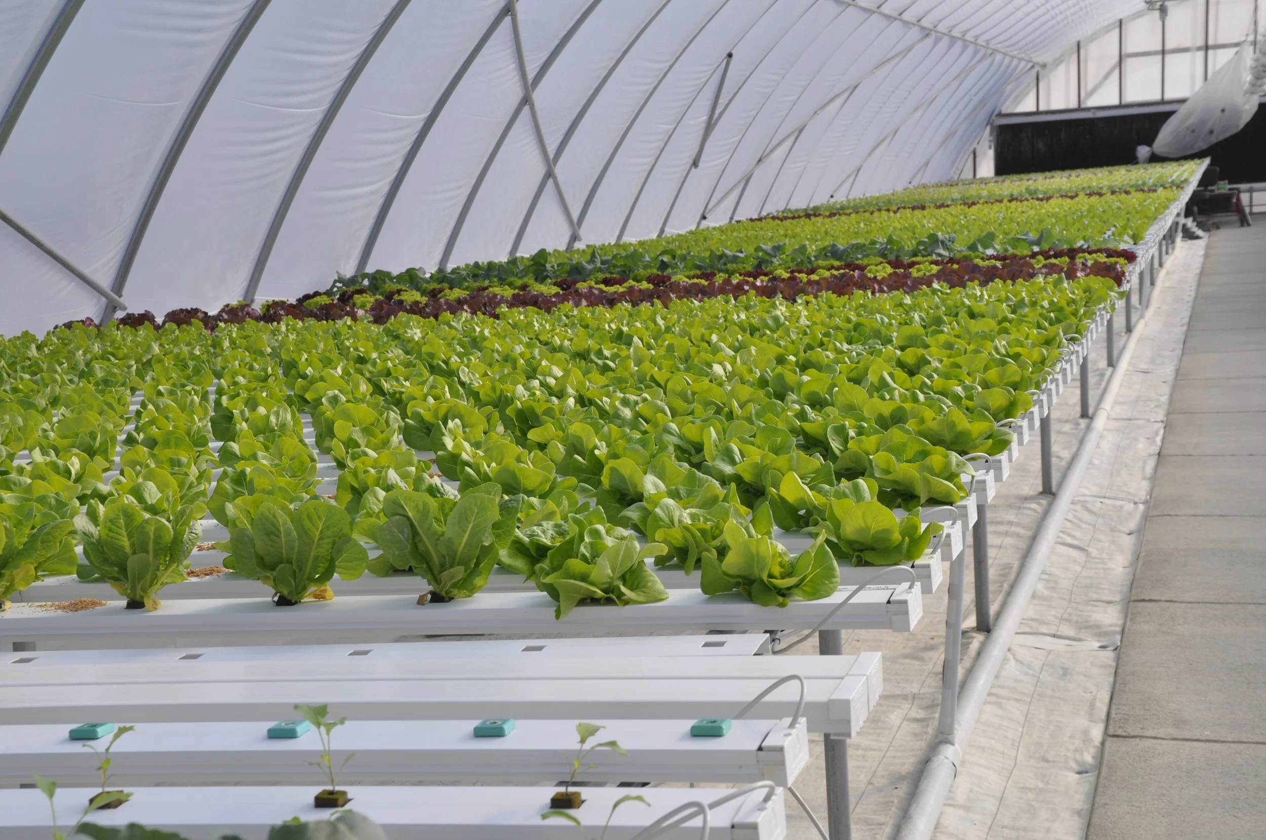 Rows of lettuce plants growing in a greenhouse using hydroponic farming system.