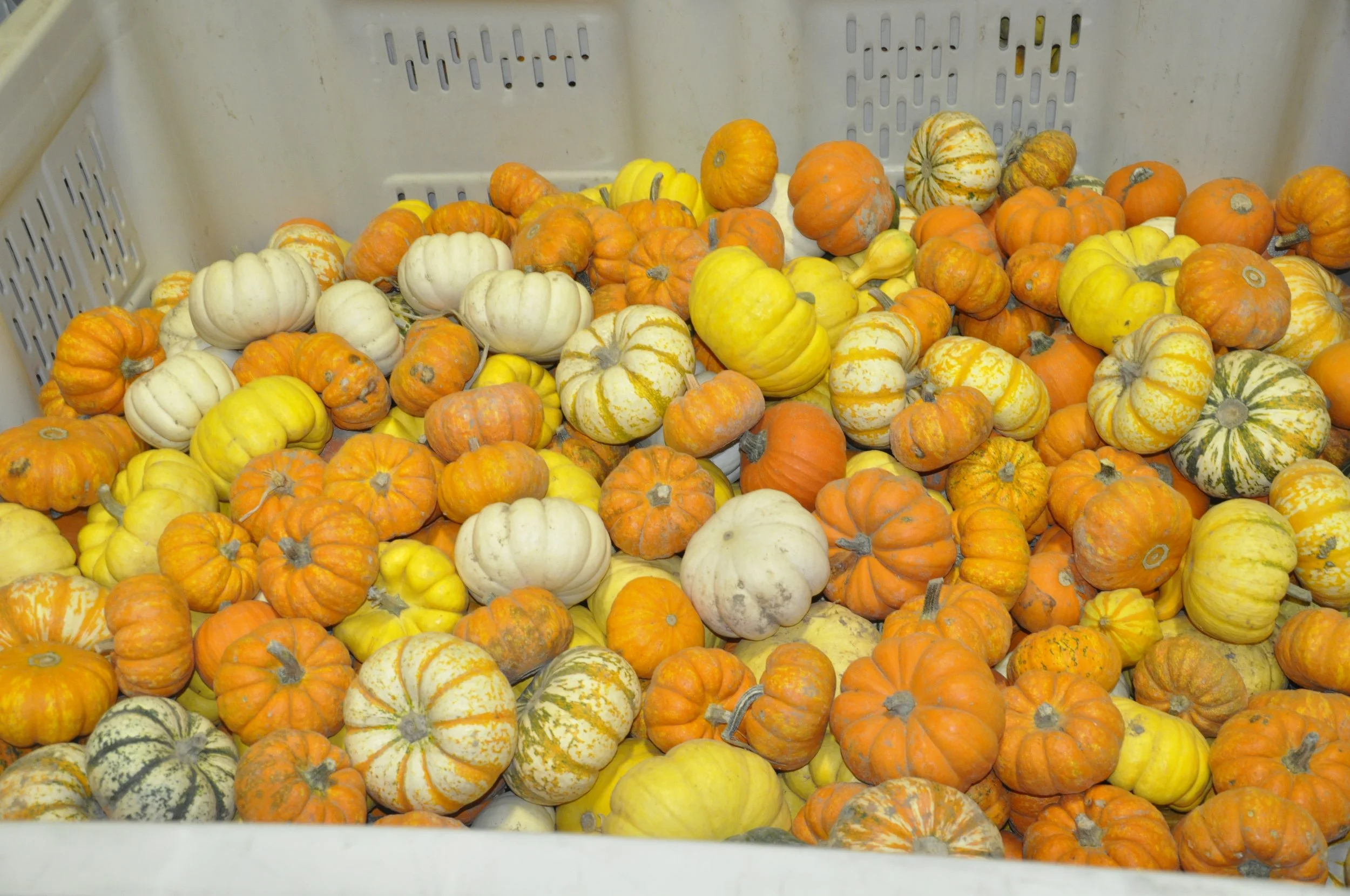 Variety of small decorative gourds in orange, white, yellow, and greenish colors inside a plastic crate.