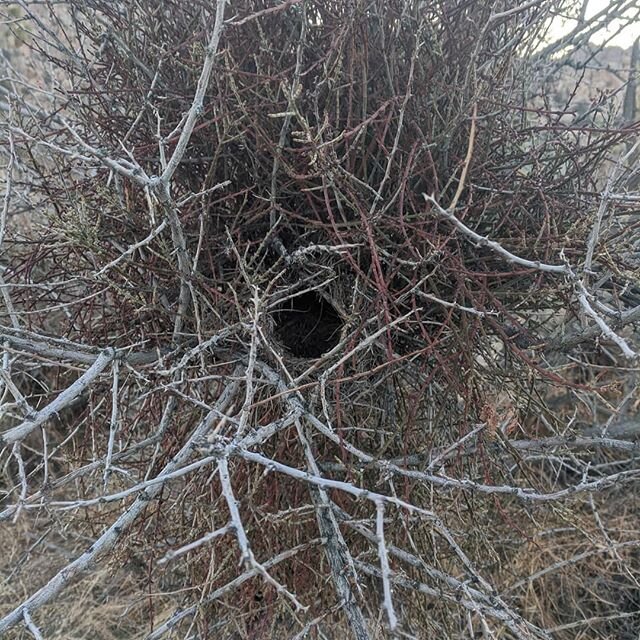 One of my my favorite shots from #joshuatree.  A fortress  inside a thorny shrub

@nationalparkservice thanks for everything

#joshuatreenationalpark #nationalparks #travels #apisabroad #naturaldefense #mojavedesert #nest
