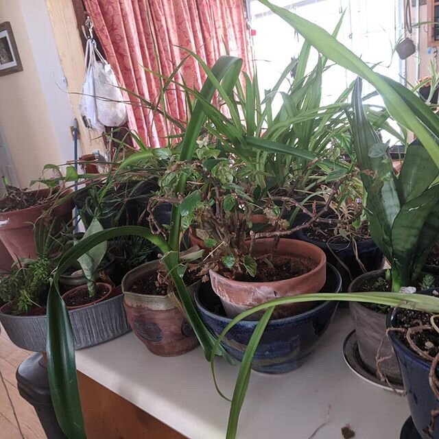 House plant cleaning day- many of these poor babies needed some drastic cut back and a reminder if the toll a wood stove can take. (And much more fun than sitting in the office all day!) Despite the dry foliage, I'm pretty sure they will all make it.