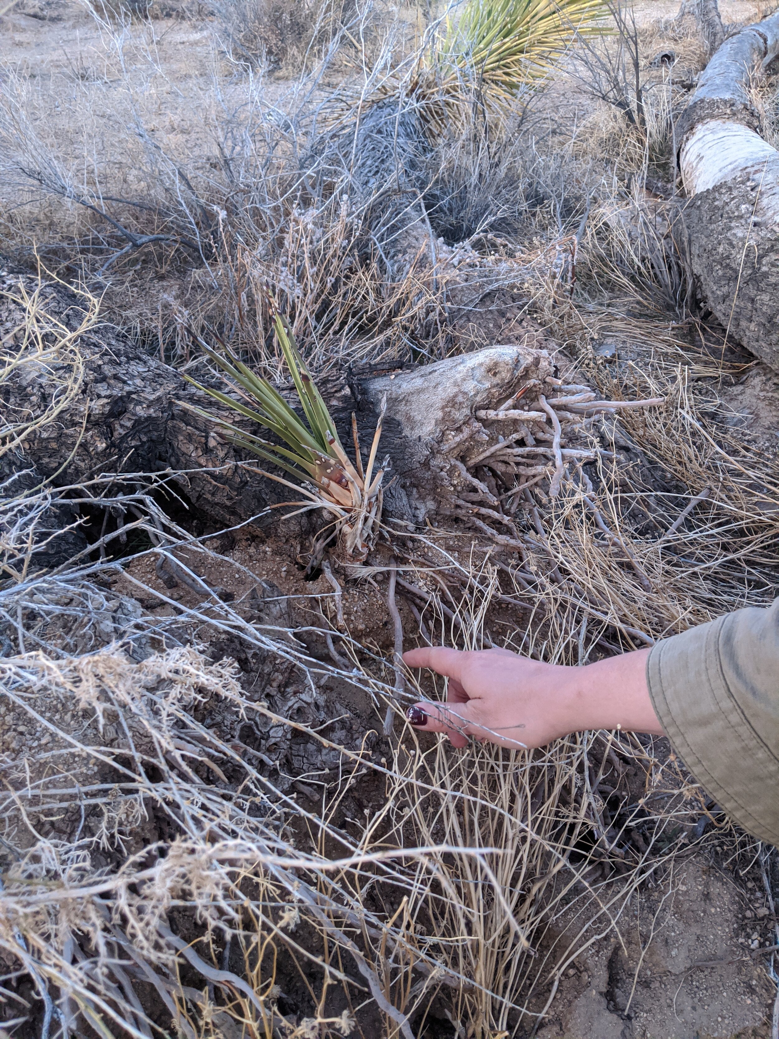 Joshua Tree root systems 