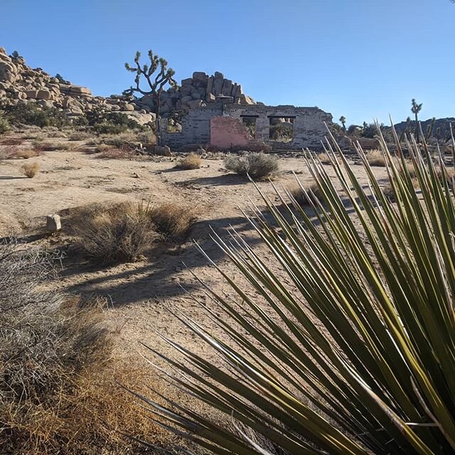 Joshua tree blog finally up in my website! 👉👉👉Link in profile 
#blog #travelblog #joshuatreenationalpark #joshuatree #nationalparks #apisabroad